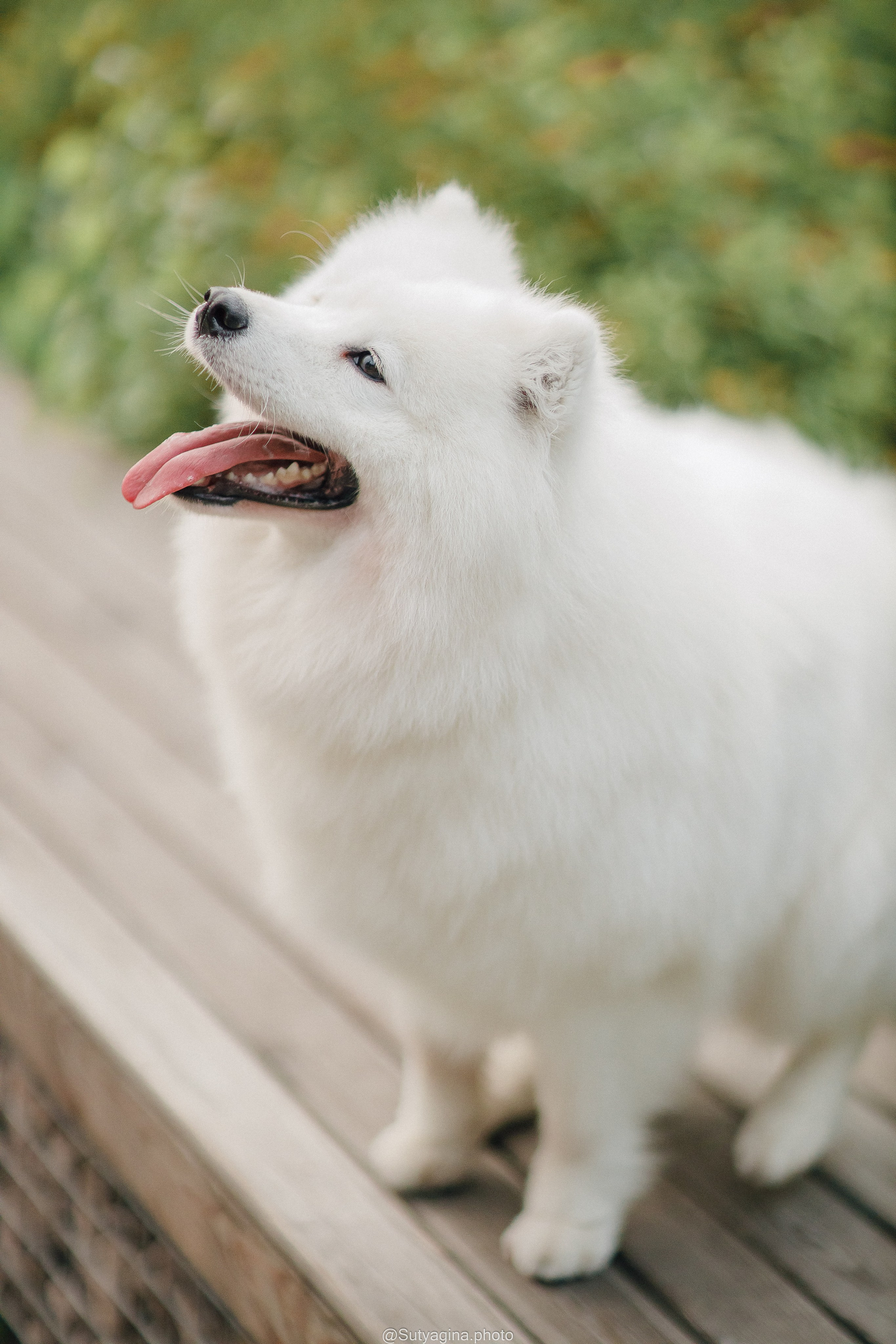 Самоед Рея. Свадебный и женский фотограф