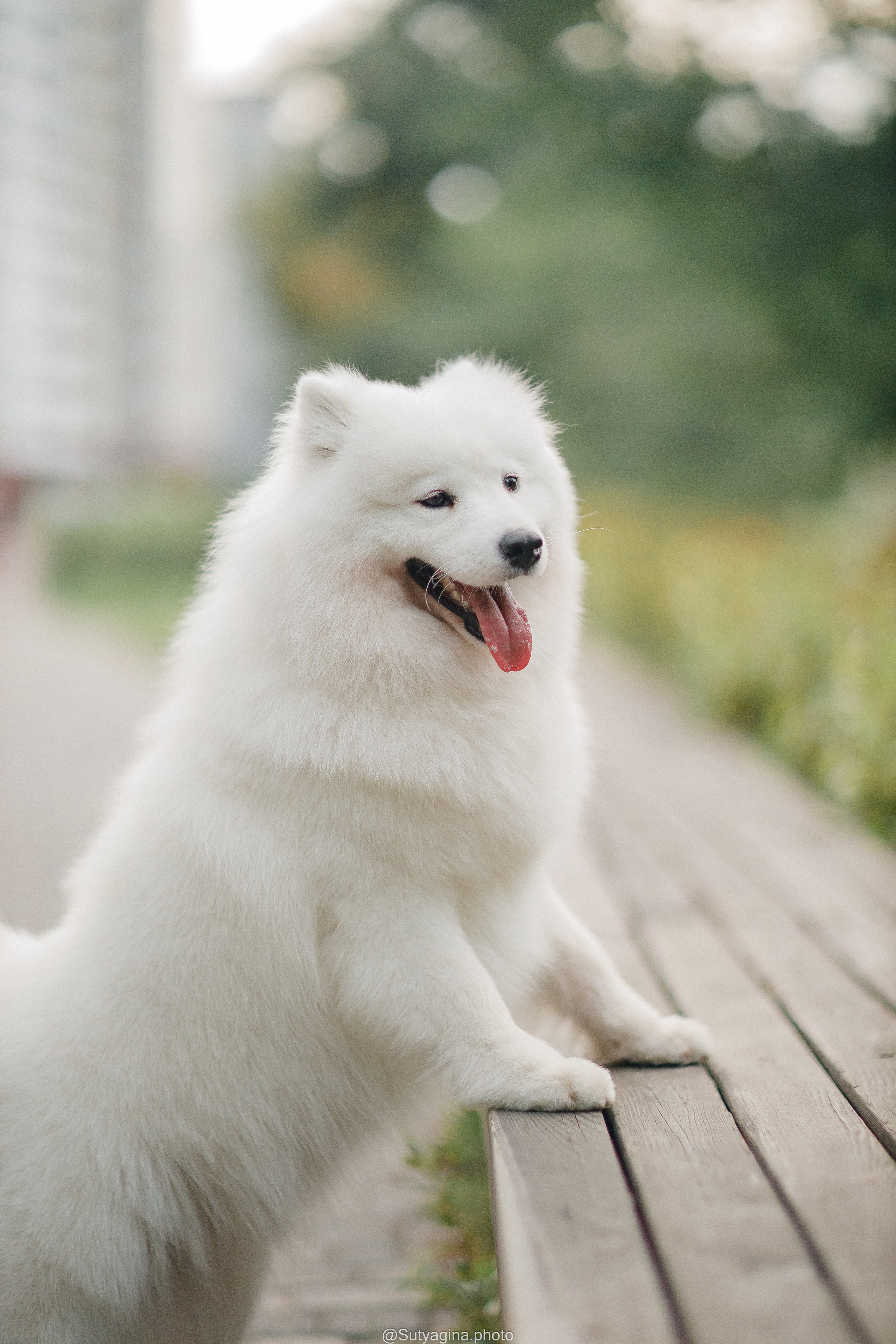 Самоед Рея. Свадебный и женский фотограф