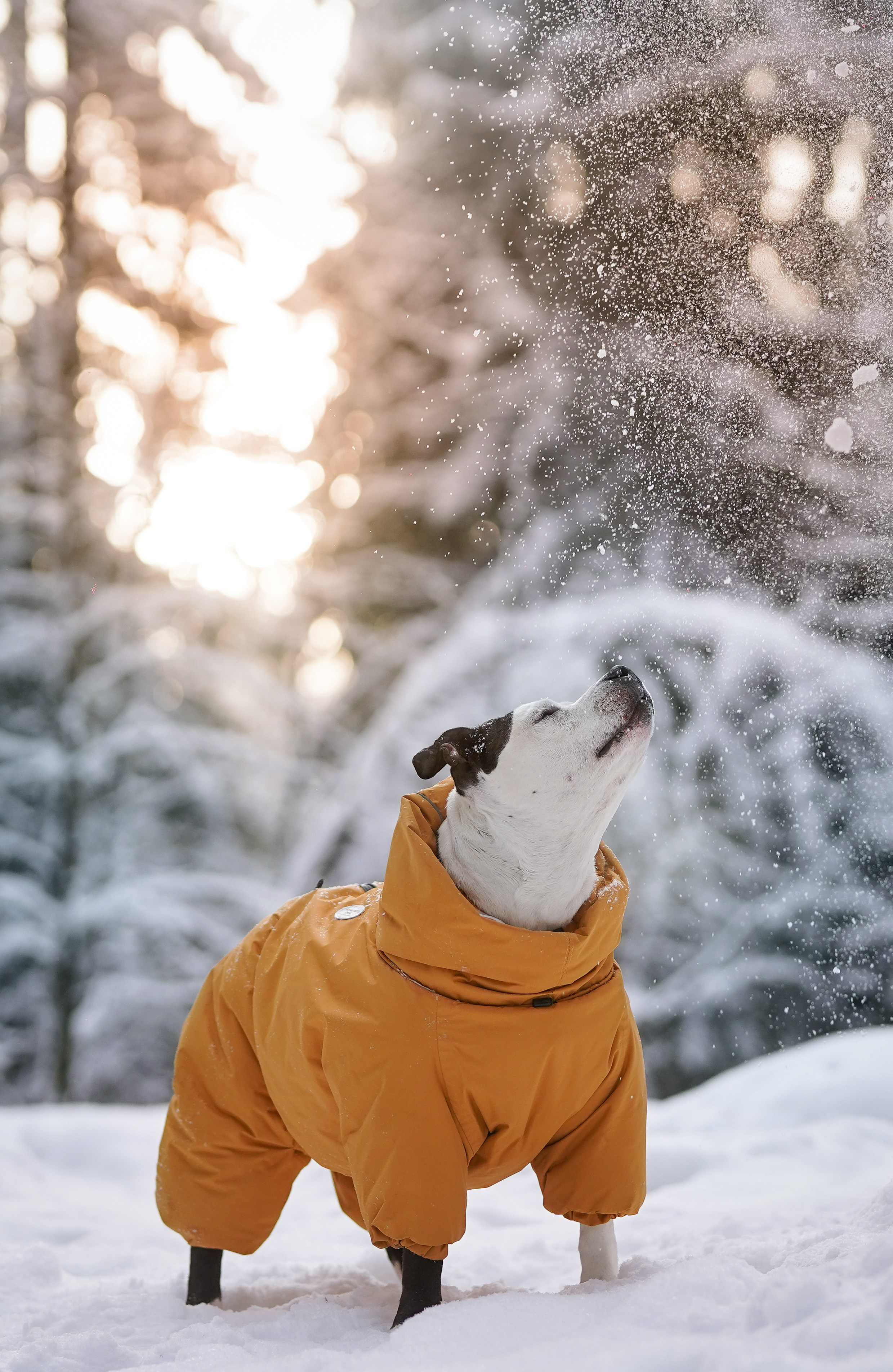 Маша Женя и Фиона. Фотограф-анималист в Санкт-Петербурге Яна Мартынова