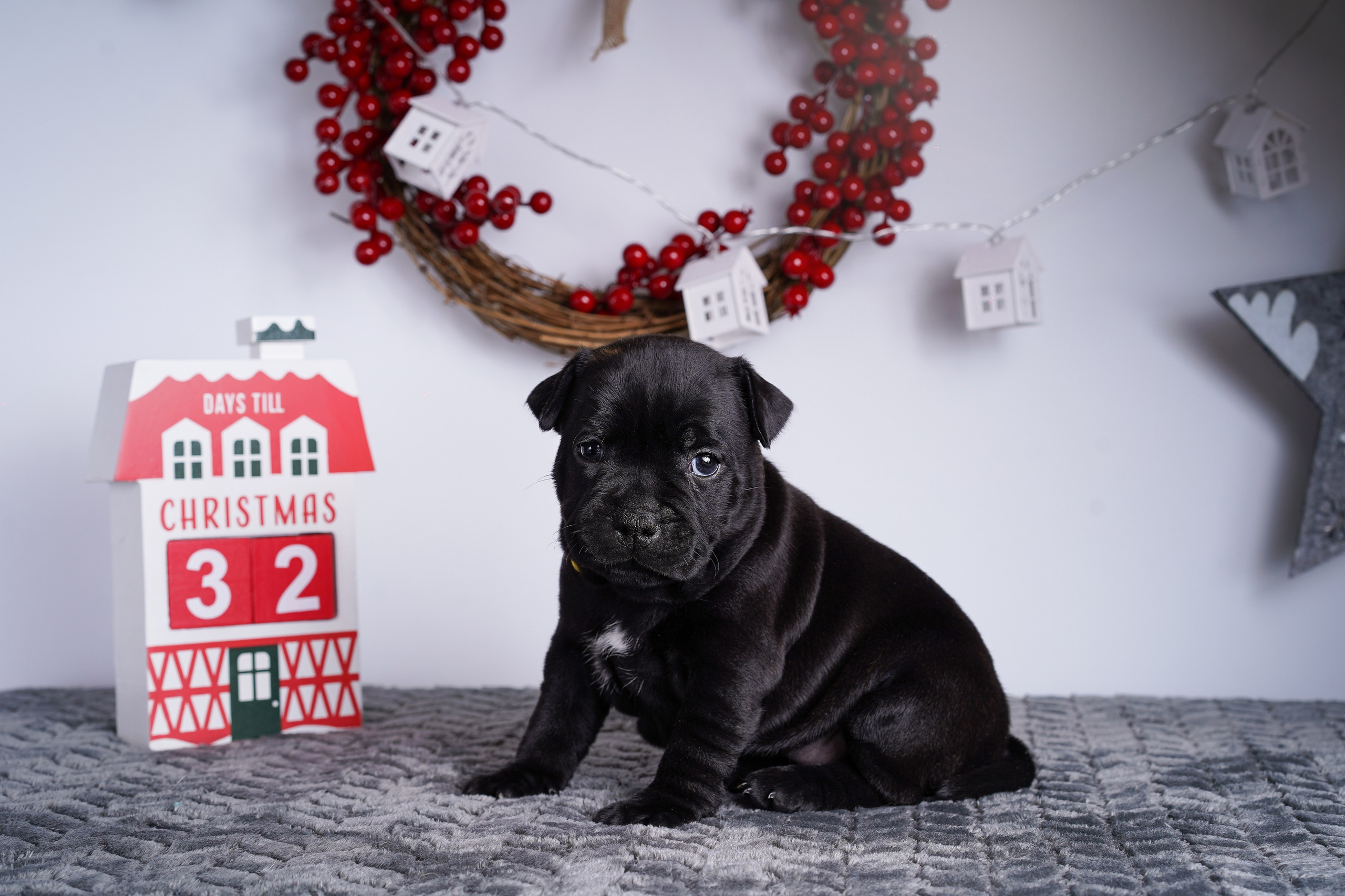 Щенки стаффи. Фотограф-анималист в Санкт-Петербурге Яна Мартынова