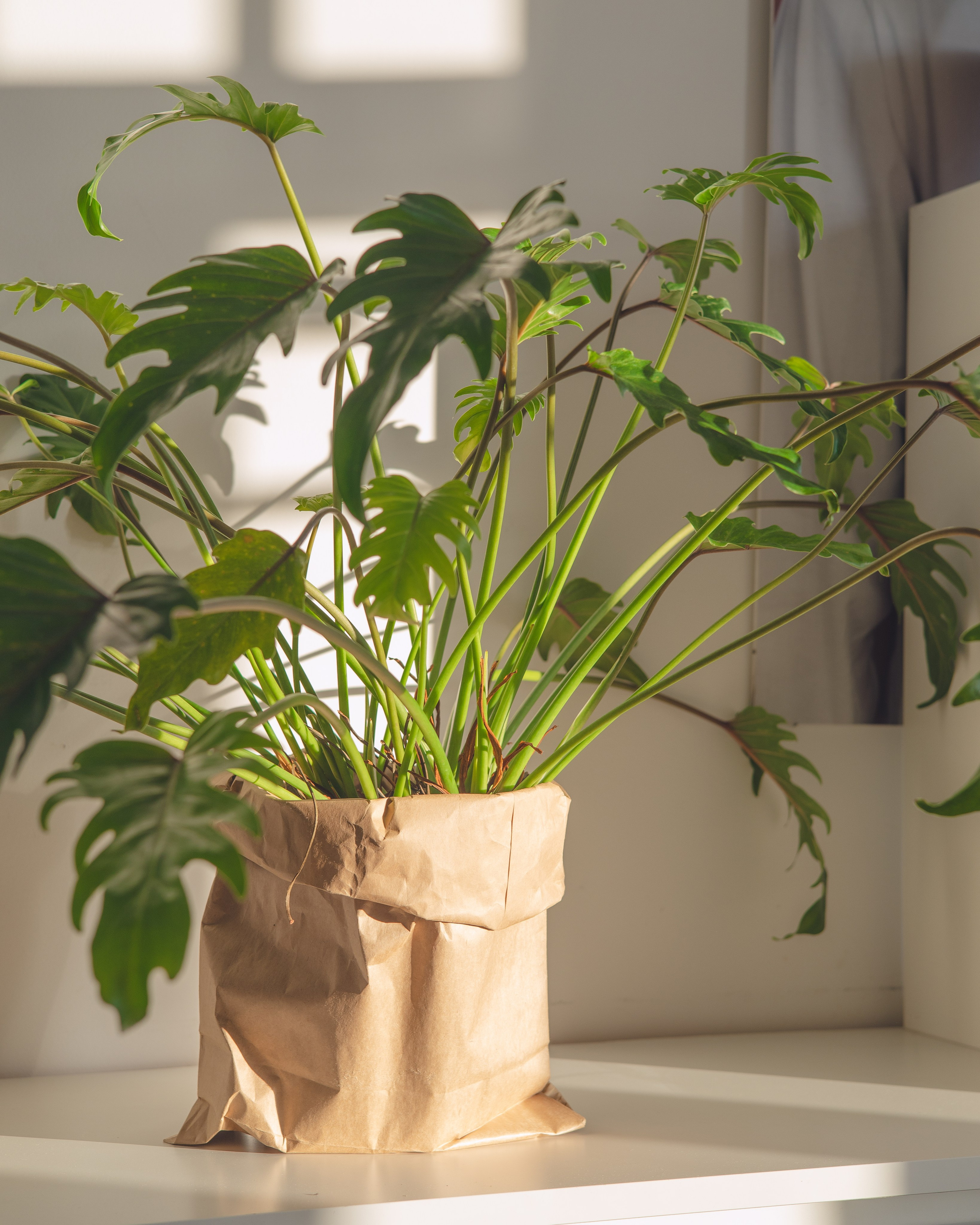 Предметная съемка для бизнеса. Фотограф в Санкт-Петербурге Осокина Елизавета