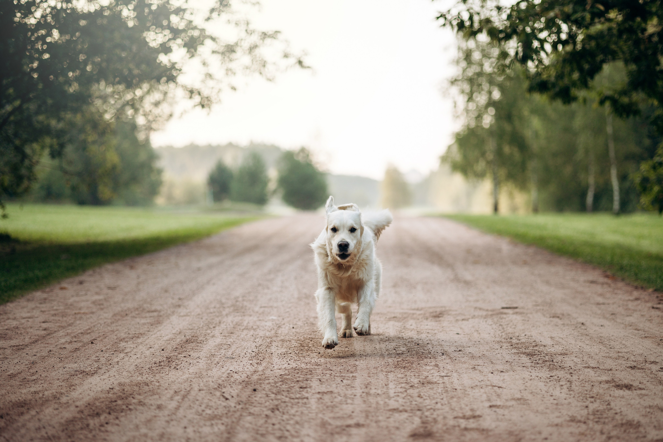 Ирина и ее золотинки. Фотограф — Анималист | Санкт-Петербург