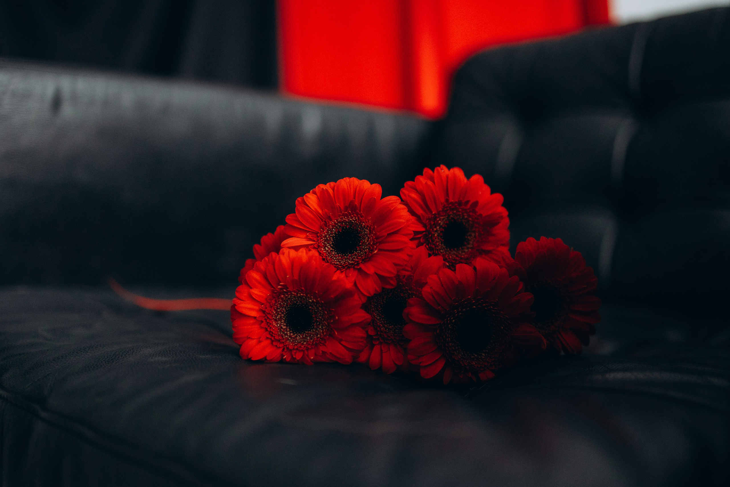 Настя и Кристофер. Фотограф — Анималист | Санкт-Петербург