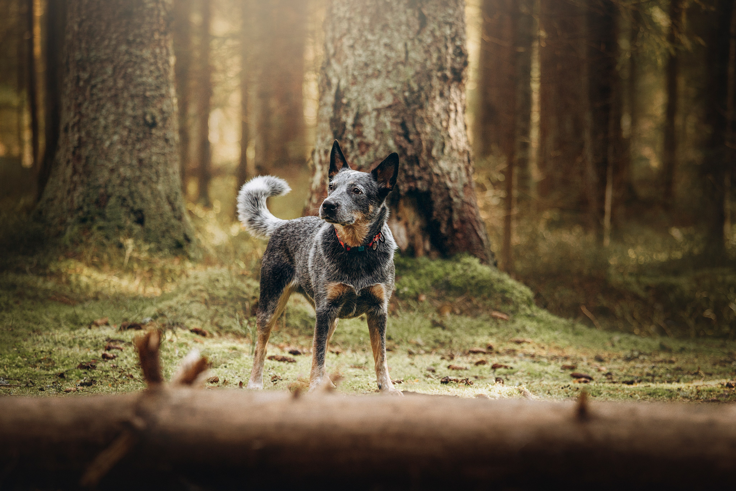 Оля и Мотечка. Фотограф — Анималист | Санкт-Петербург