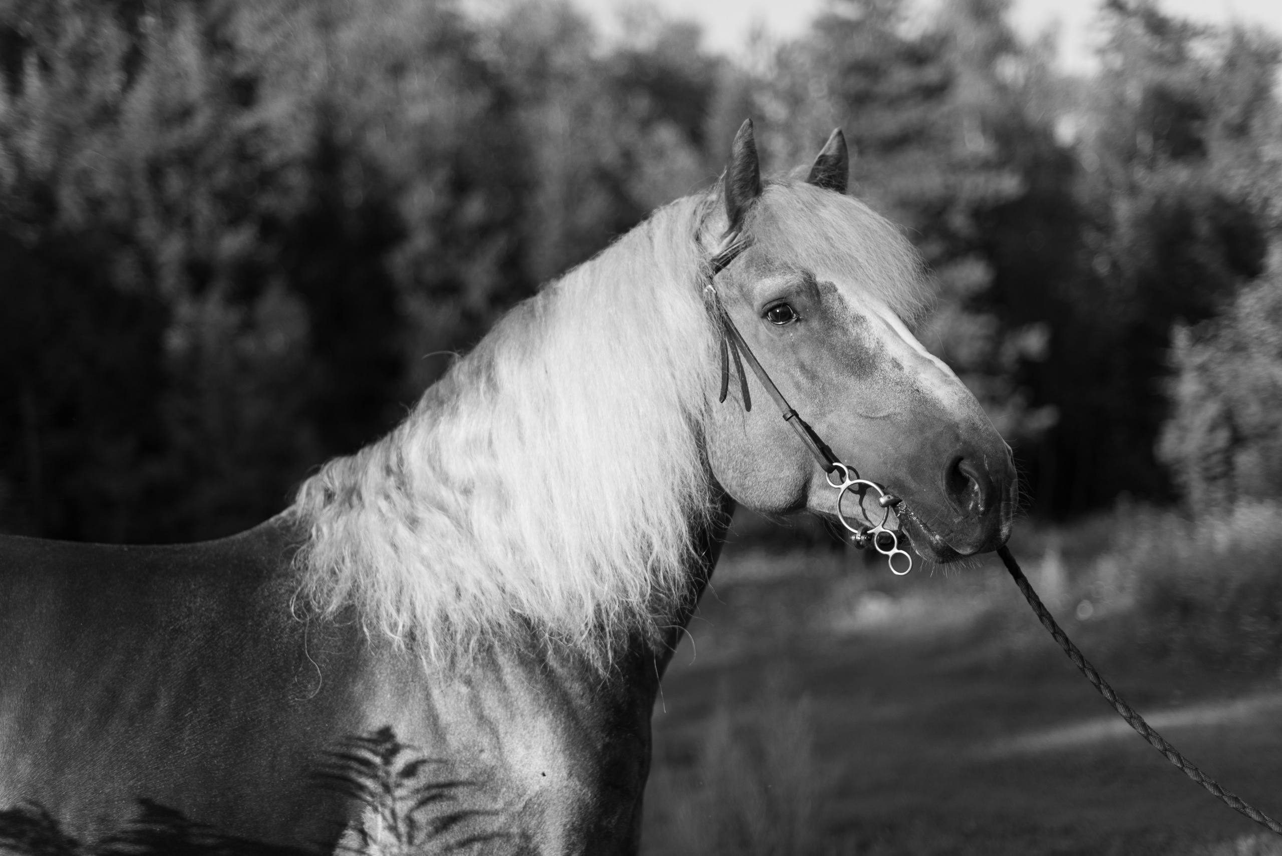 Анималистика Конный клуб ЧБ. Victoria Radjevna Репортажный Фотограф — Видеограф Москва • Санкт-Петербург