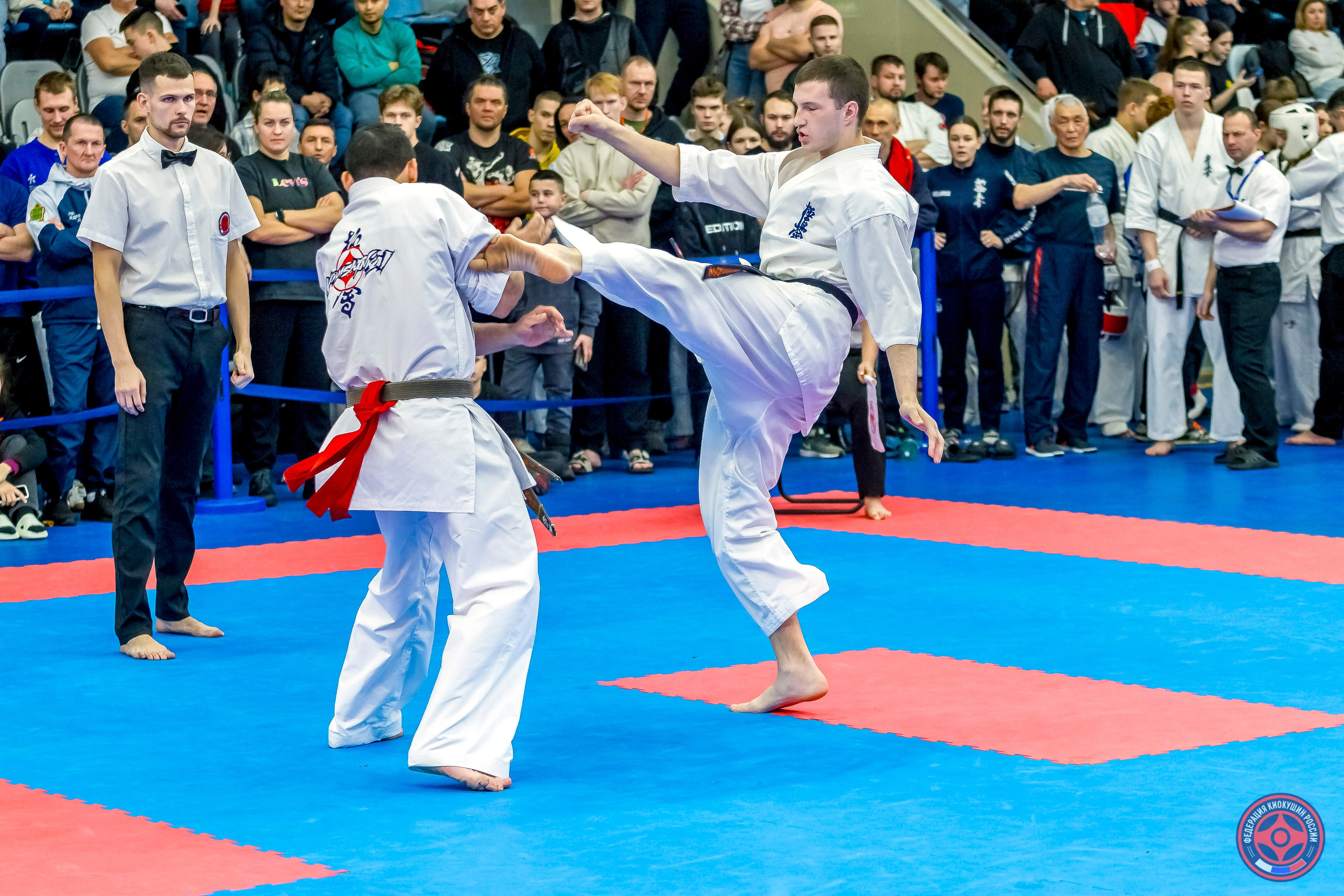 Международный турнир по киокушин «Открытый кубок Seiken». Репортажная съемка в Москве и области. Анималистика