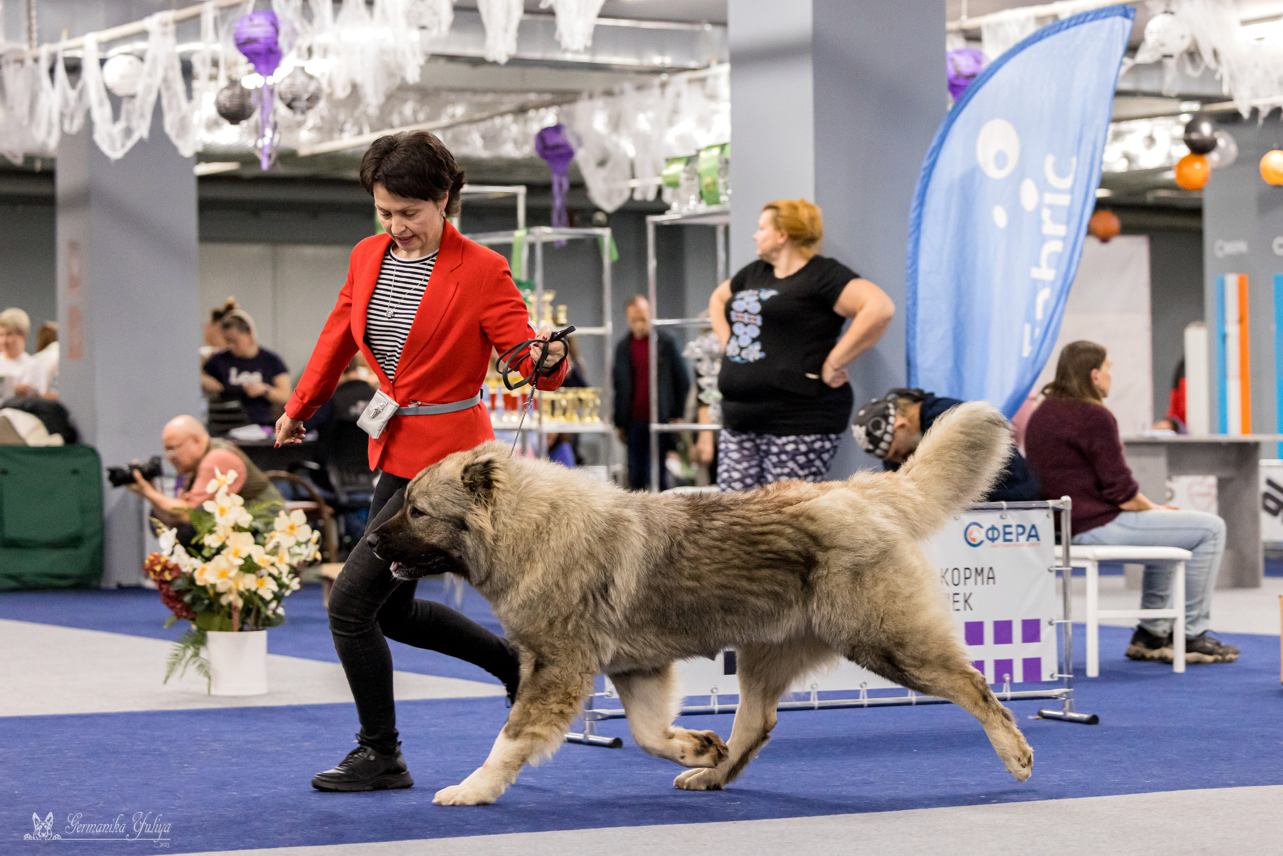 Сфера 29.10,Крокус 4.11,Сфера 12.11.2023. Фотограф-анималист Юлия Германика
