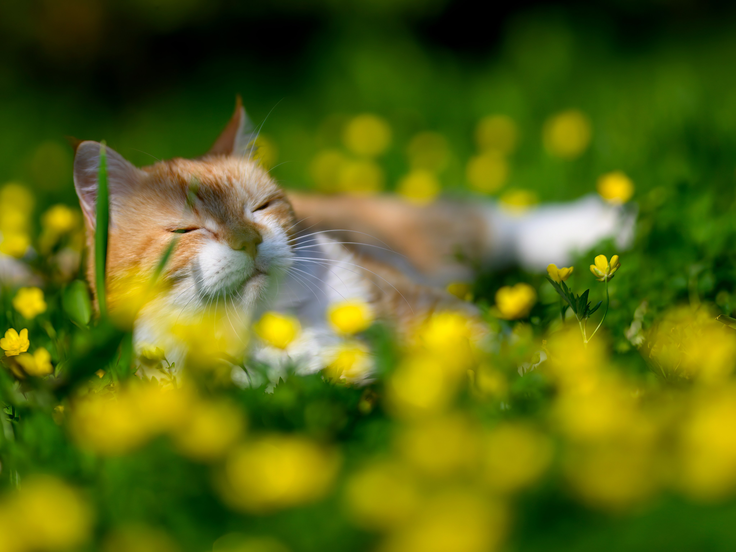 Рыжий!. Wildlife photography by Sergey Puponin