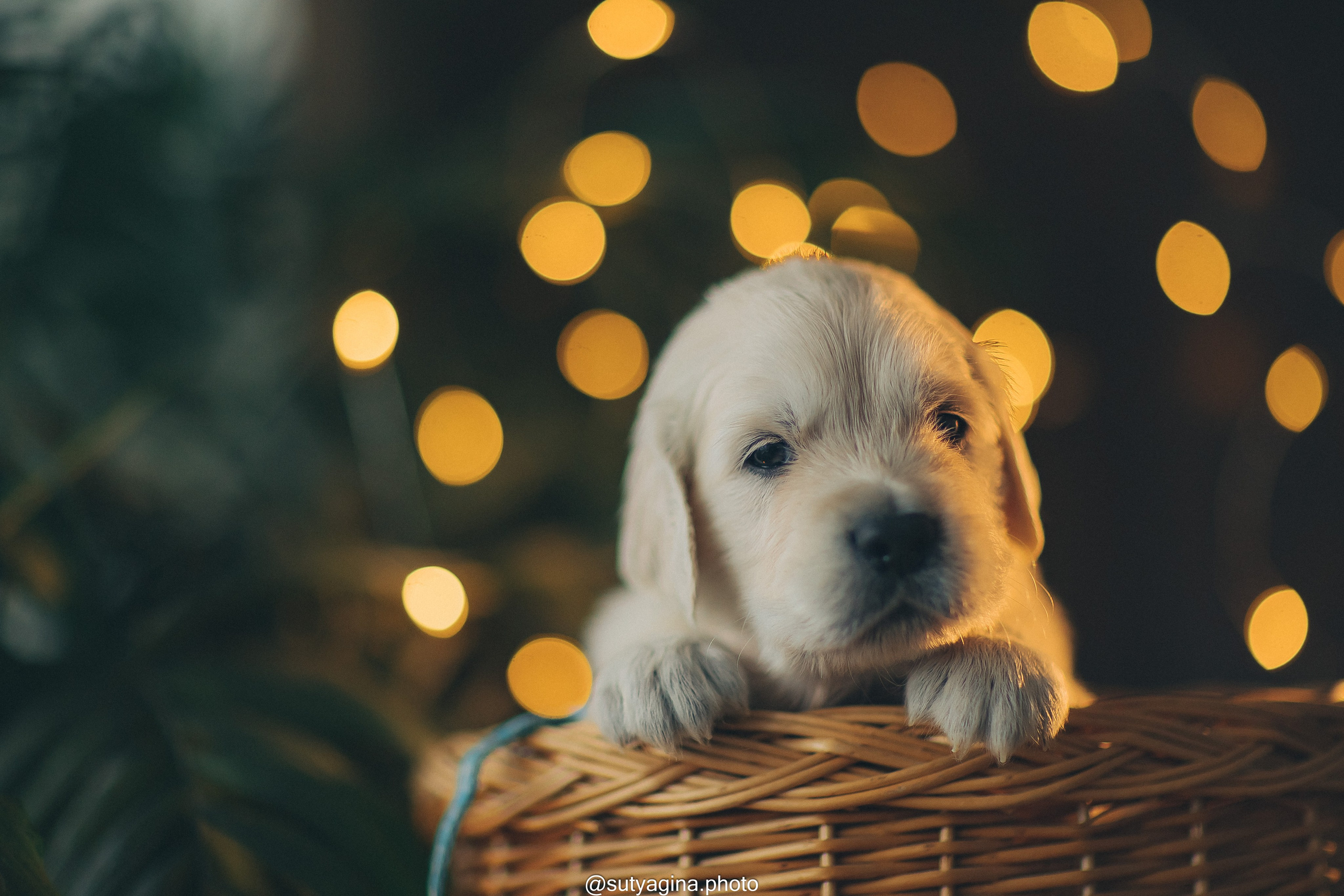 Голубой ошейник. Свадебный и женский фотограф