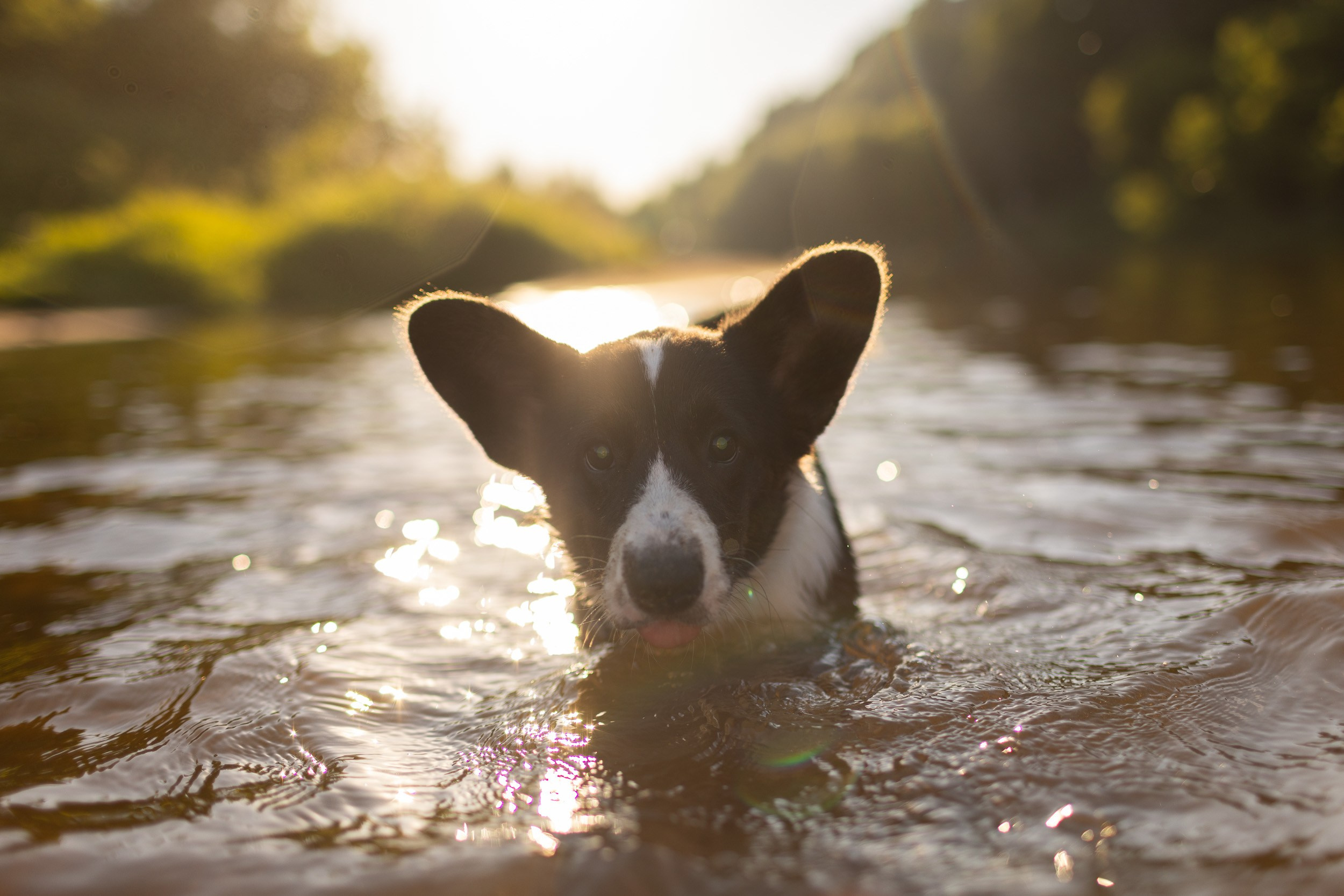 Купание щенков в стиле лайфстайл. Фотограф-анималист в Москве и Московской области Татьяна Фролова