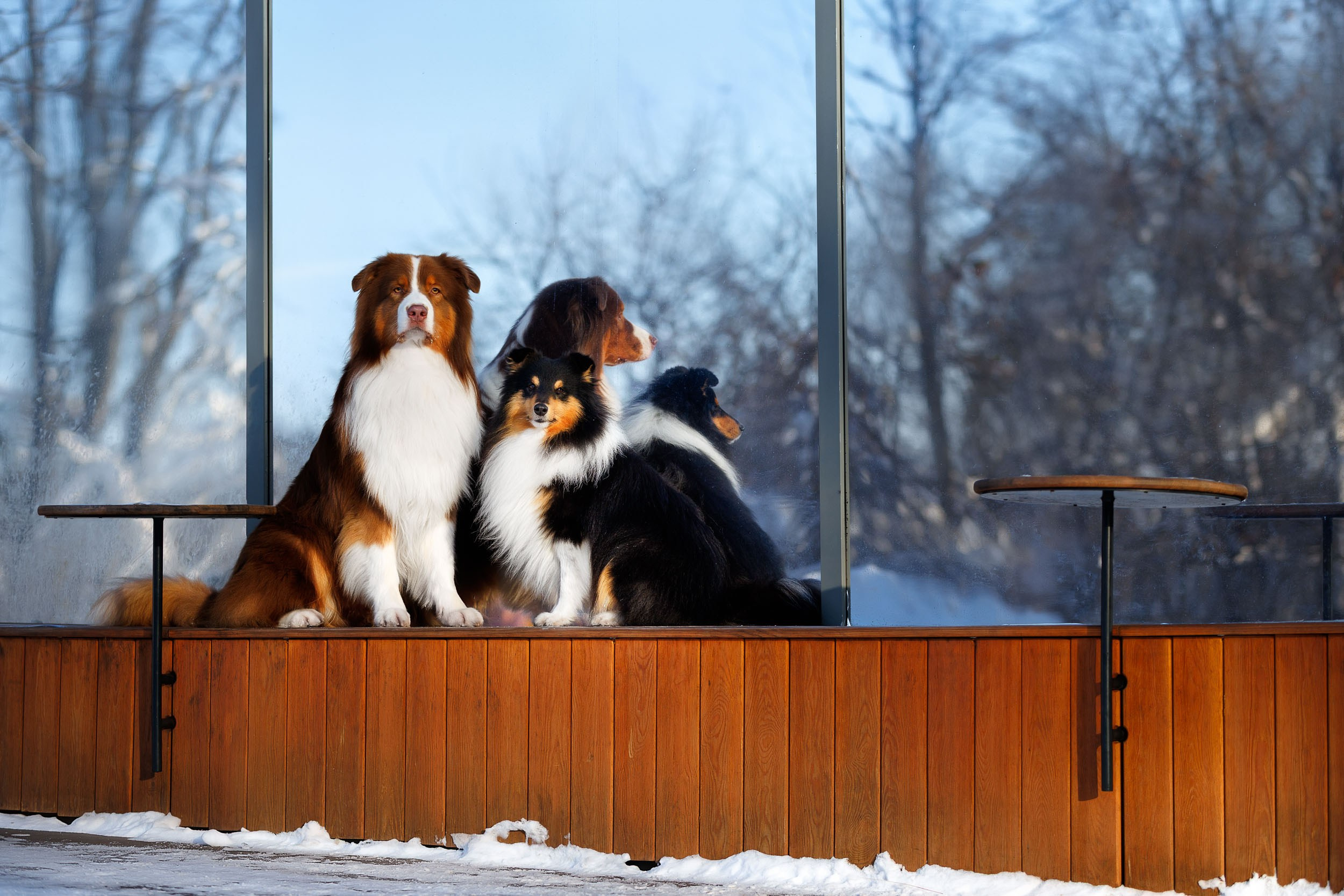 Марик и Дэн. Фотограф-анималист в Москве и Московской области Татьяна Фролова