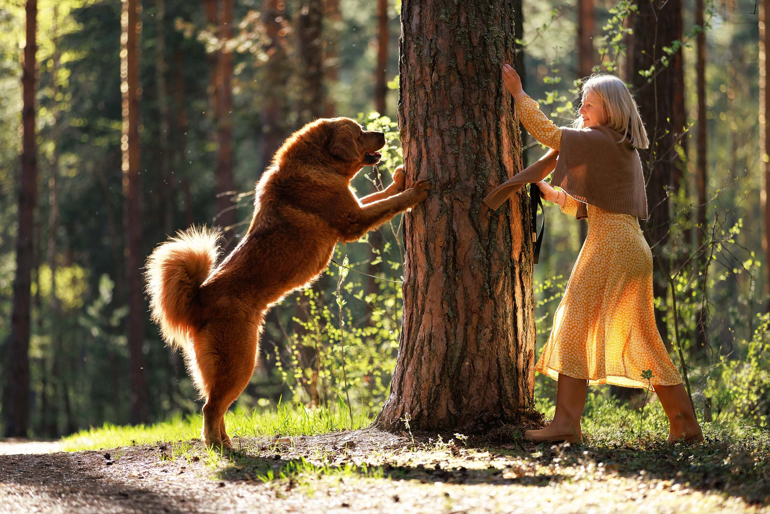 Фотосессия с тибетскими мастифами и бишон фризе. Фотограф-анималист в Москве и Московской области Татьяна Фролова