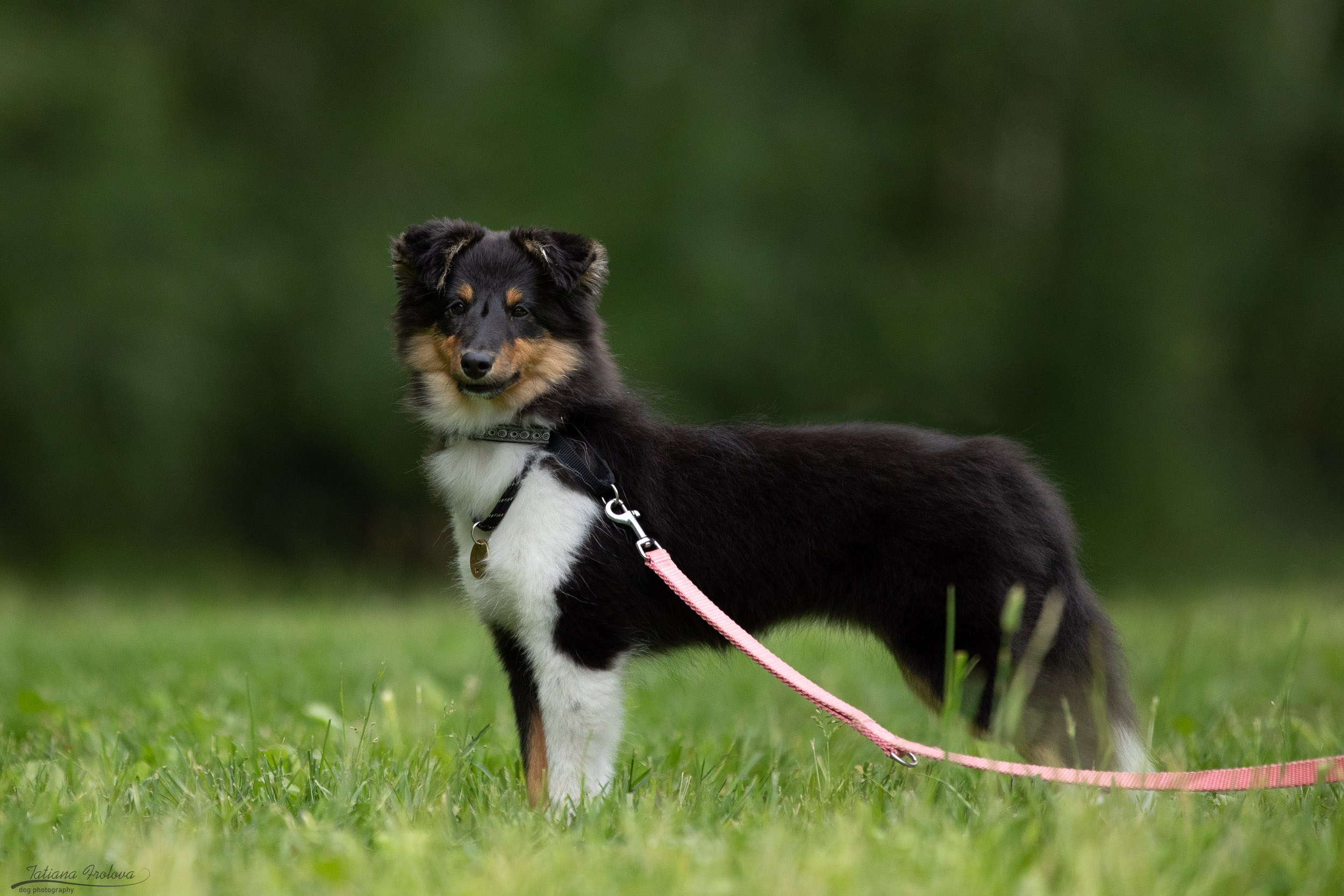 Репортаж с выводки молодняка колли/шелти в Ясенево. Фотограф-анималист в Москве и Московской области Татьяна Фролова