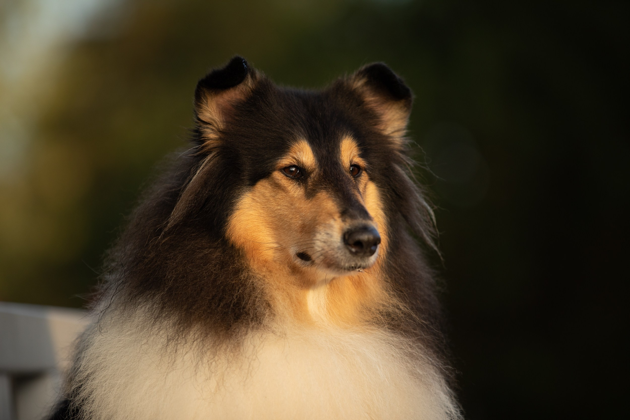 Съемка с питомцем на рассвете в Москве. Фотограф-анималист в Москве и Московской области Татьяна Фролова