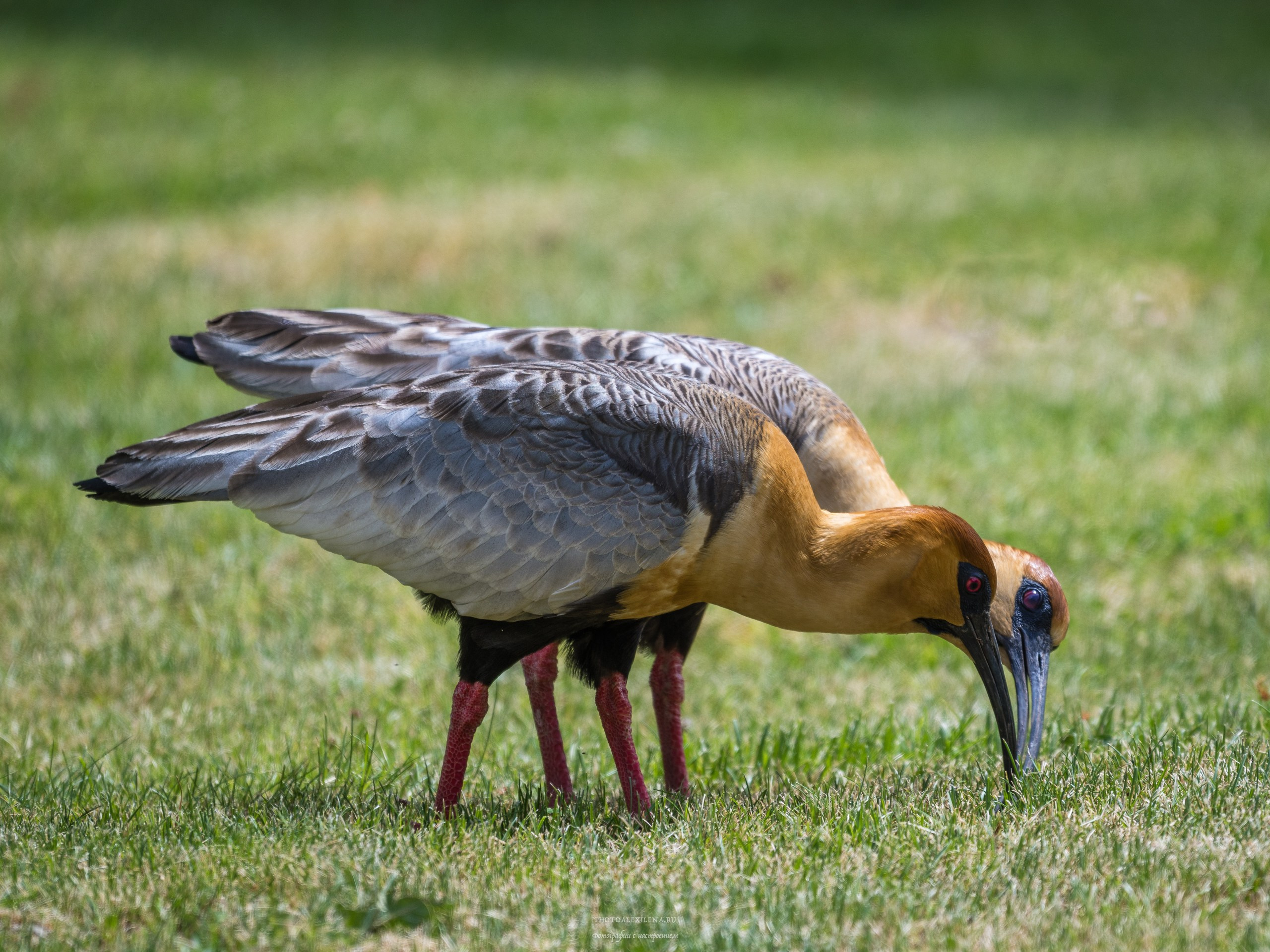 Озёрный край Барилоче. Авторские стильные фотокартины