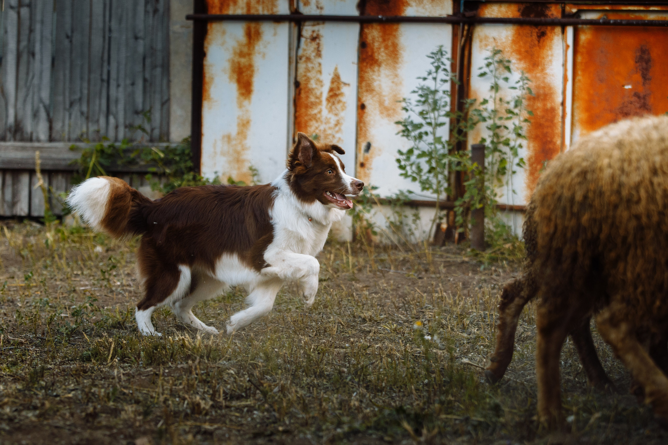 Овечий день. О нас