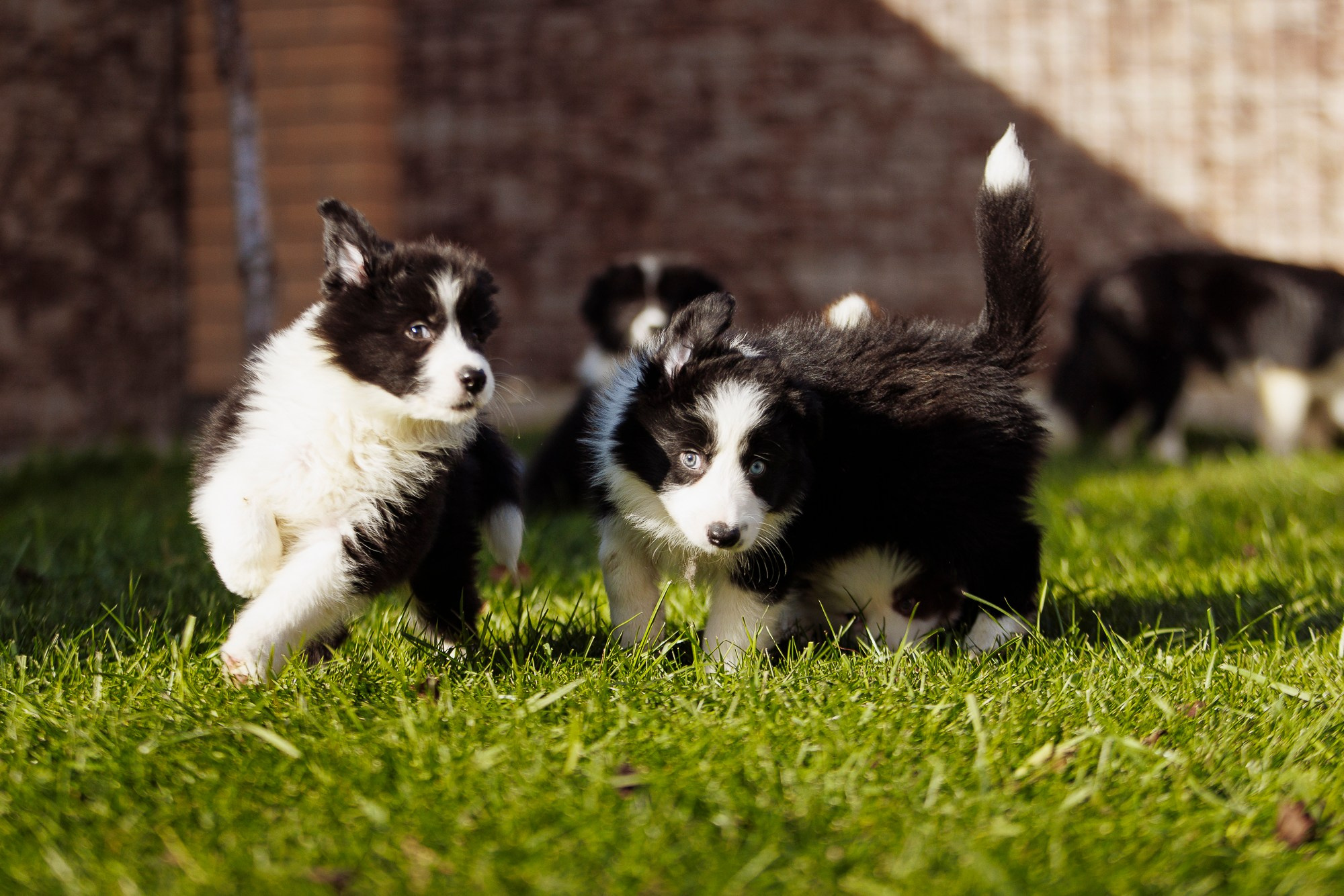 У дома с большой компанией от мала до велика. О нас