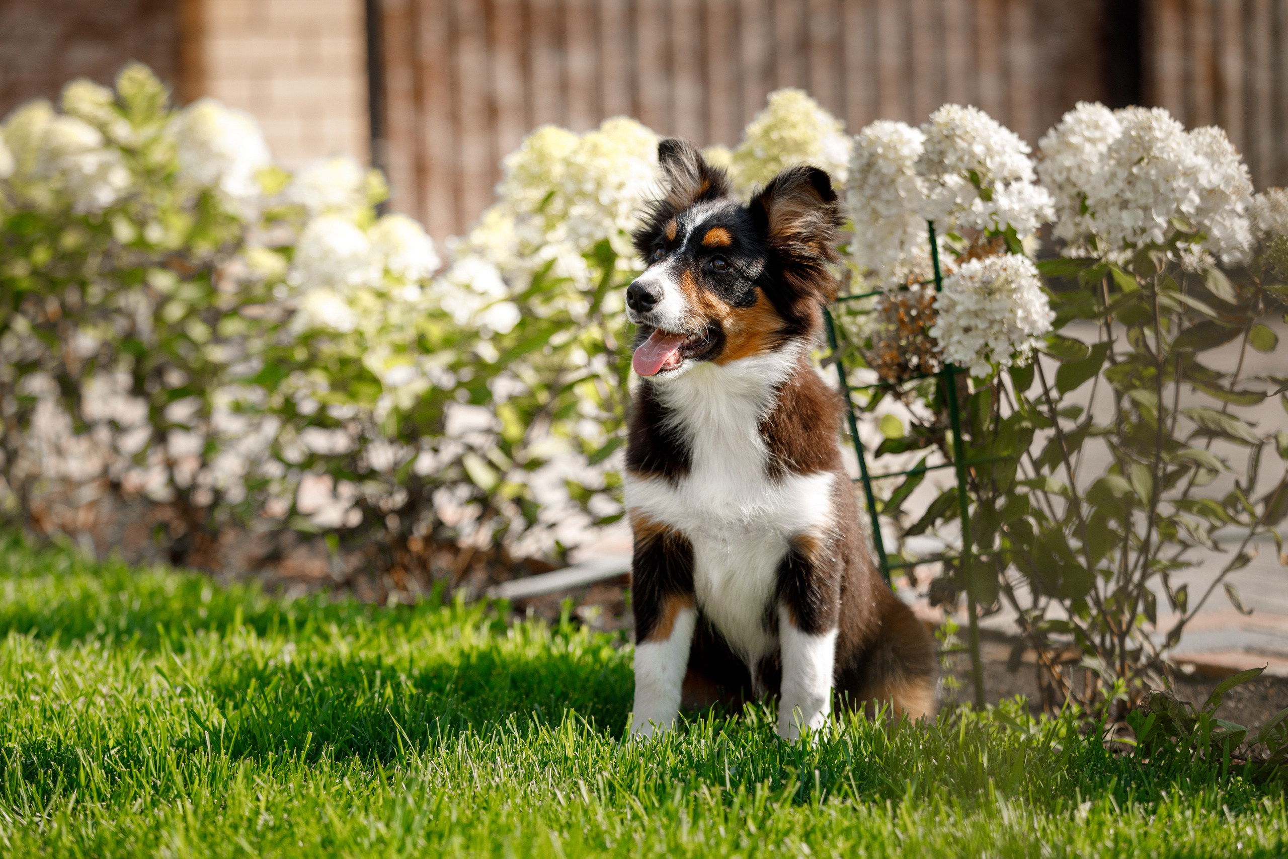 Смешарики. О нас