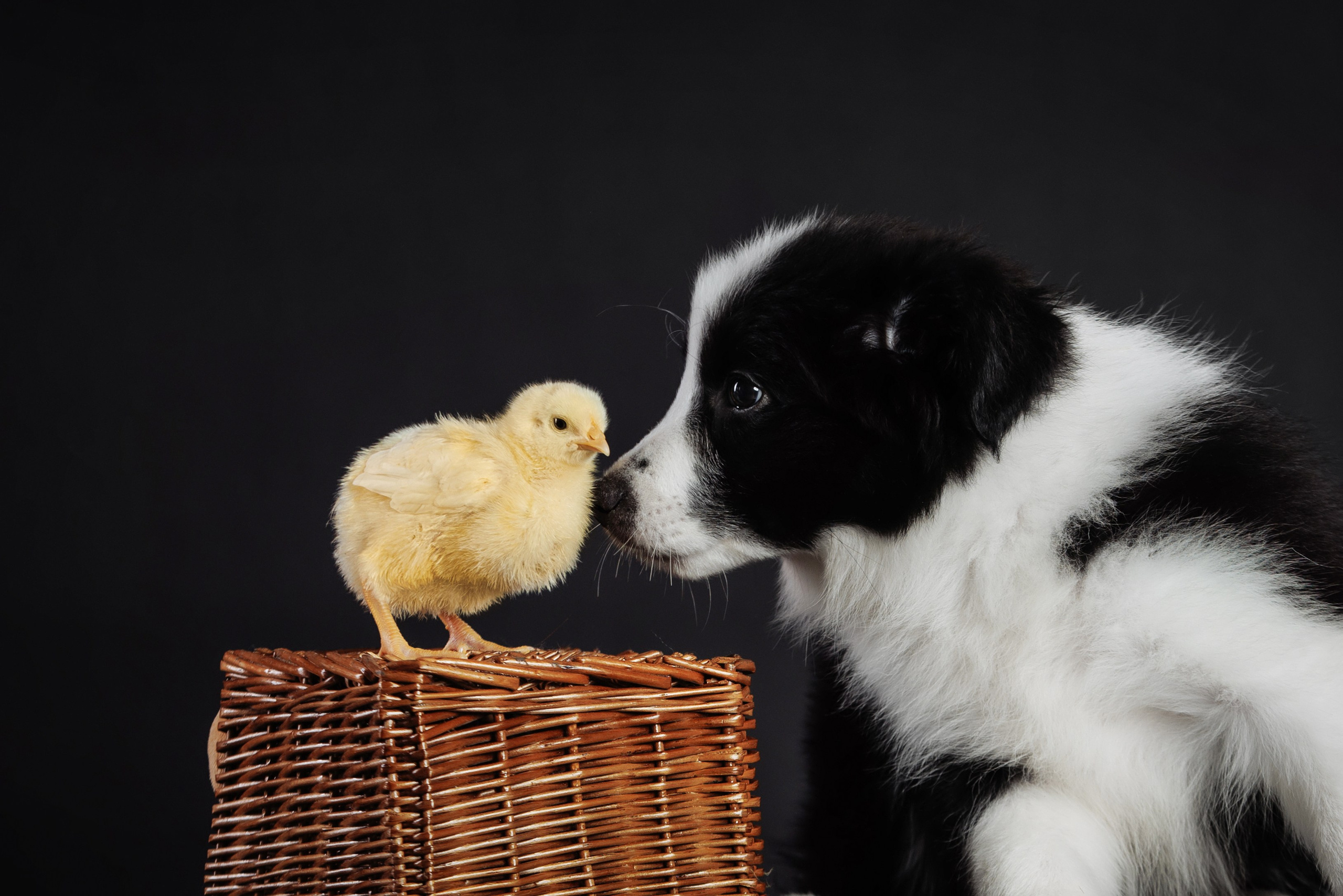 С цыпами. О нас