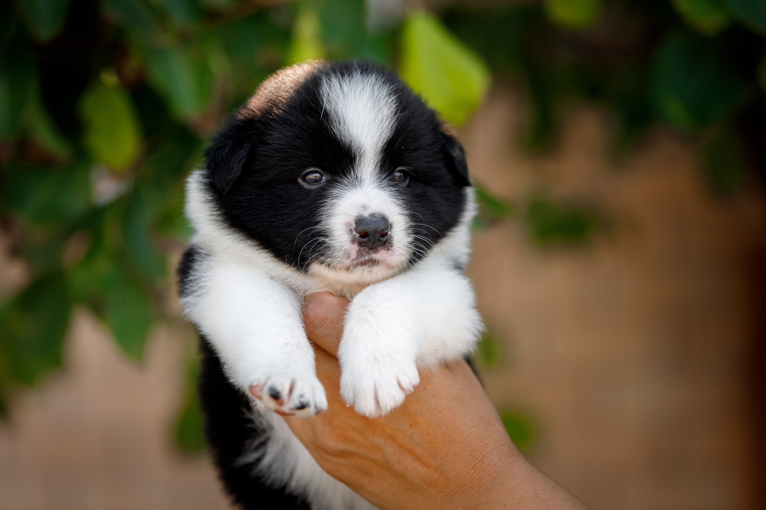 Смешарики. О нас