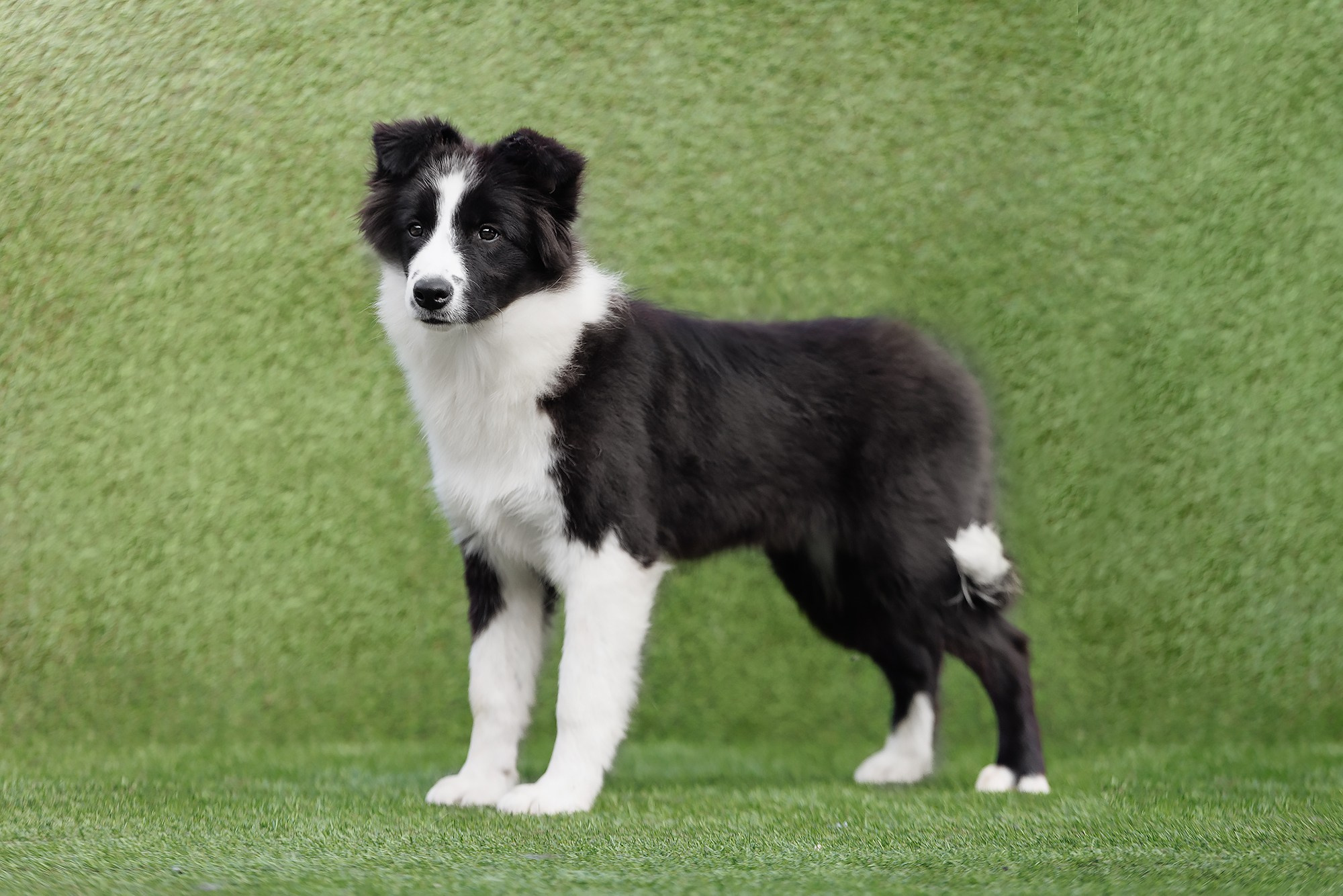 Трава у дома. О нас