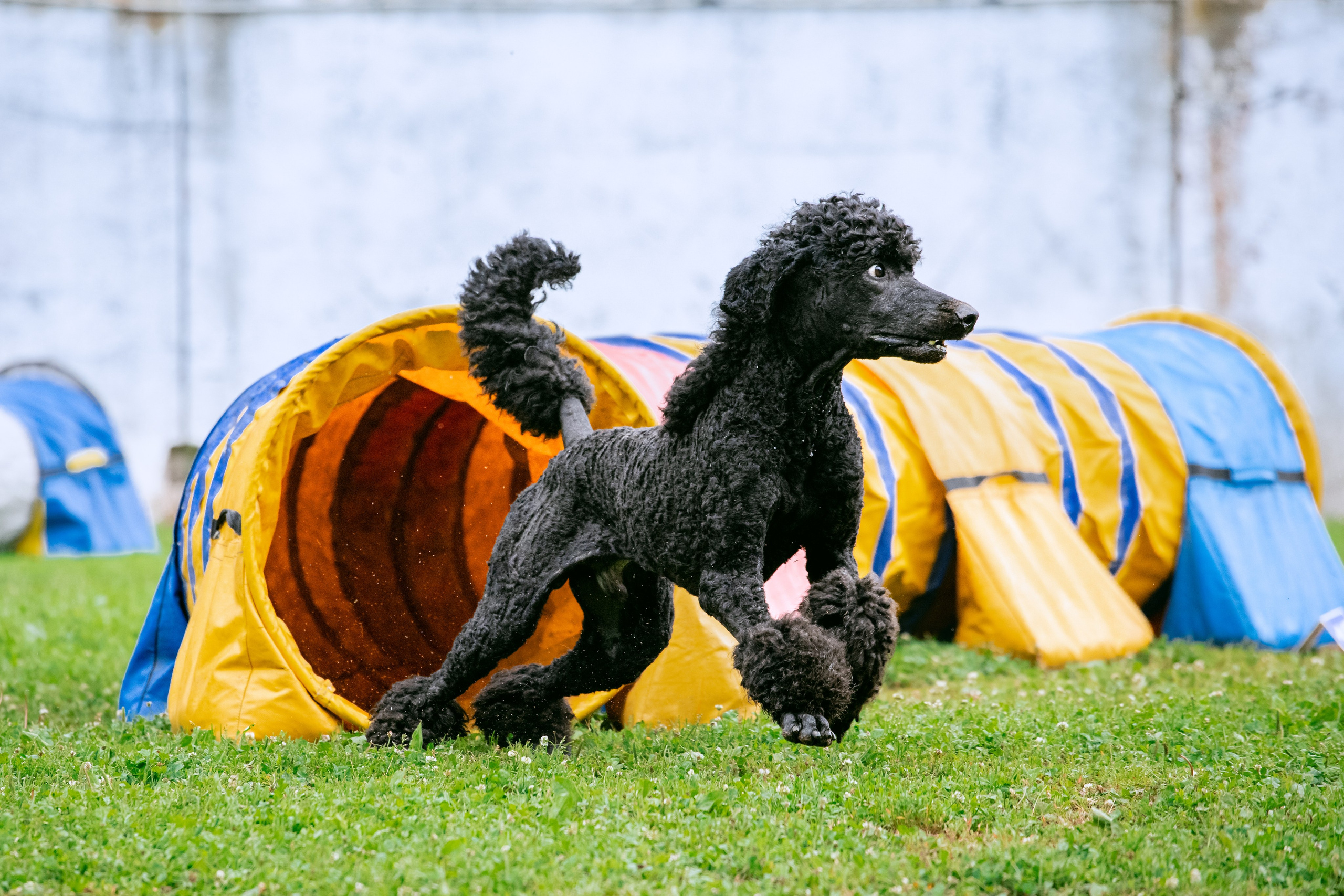 Соревнования по аджилити Долгопрудный 30.06.2025. Фотограф-анималист Татьяна Степанова