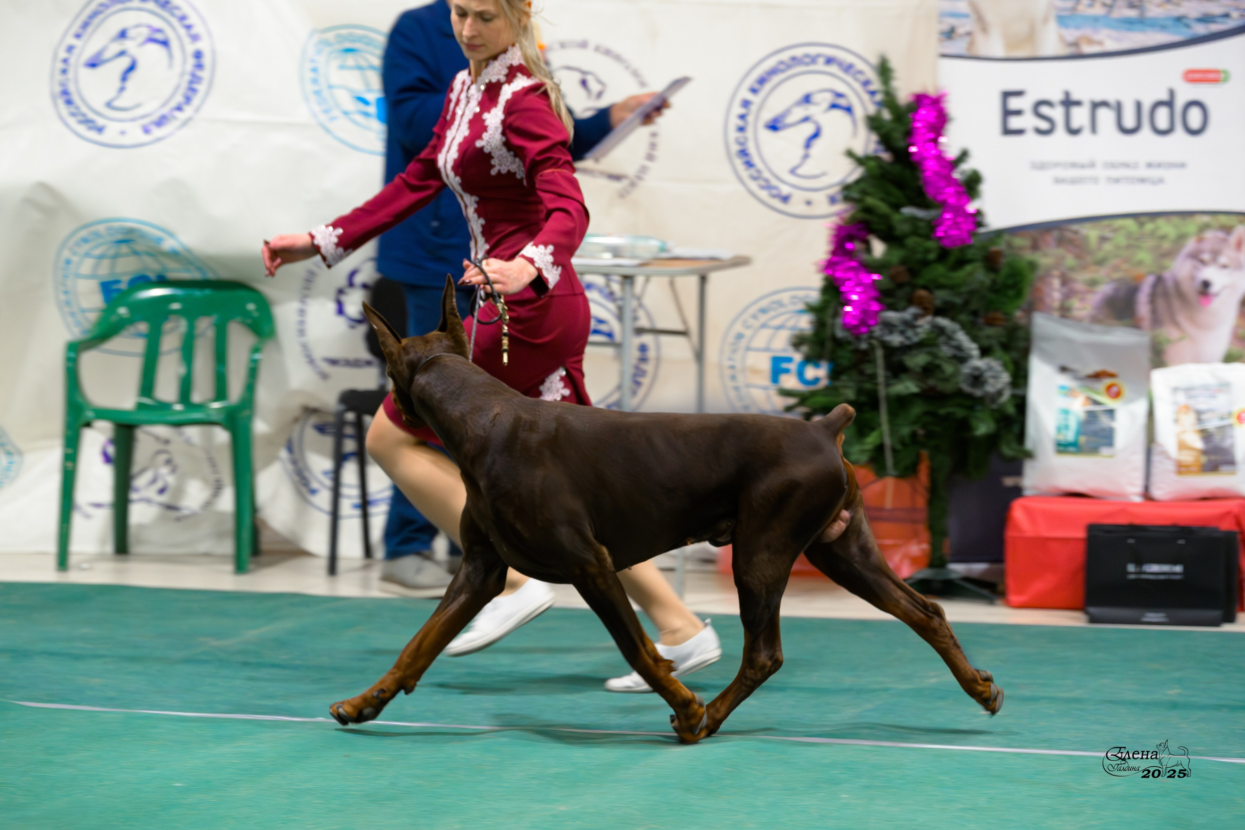 6-7.12.2025 г.Новосибирск. Фотограф анималист Елена Галдина г. Красноярск