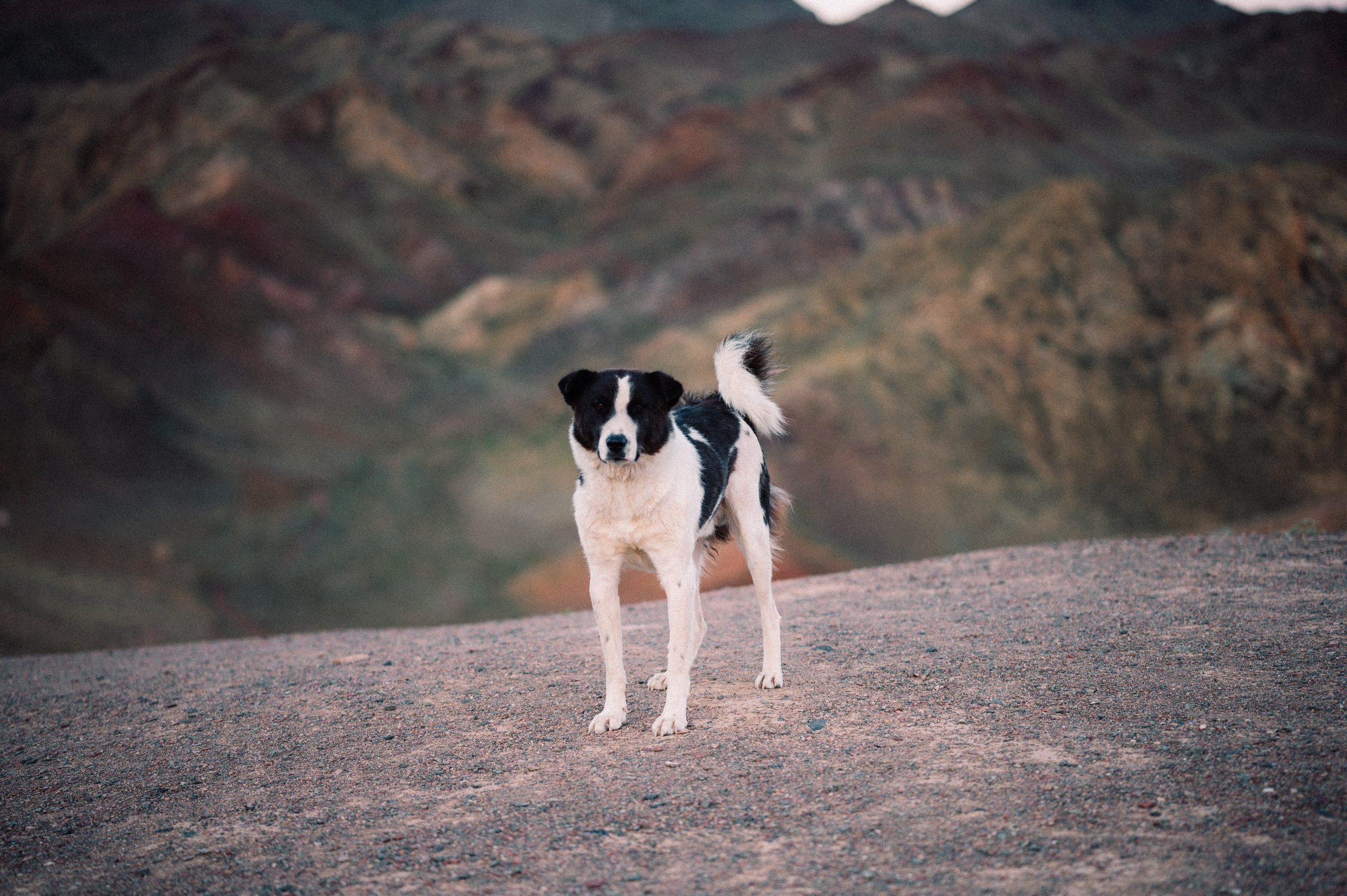 Чарын-Кольсай: лето 2024. Фотограф в Алматы — Дарья Фёдорова