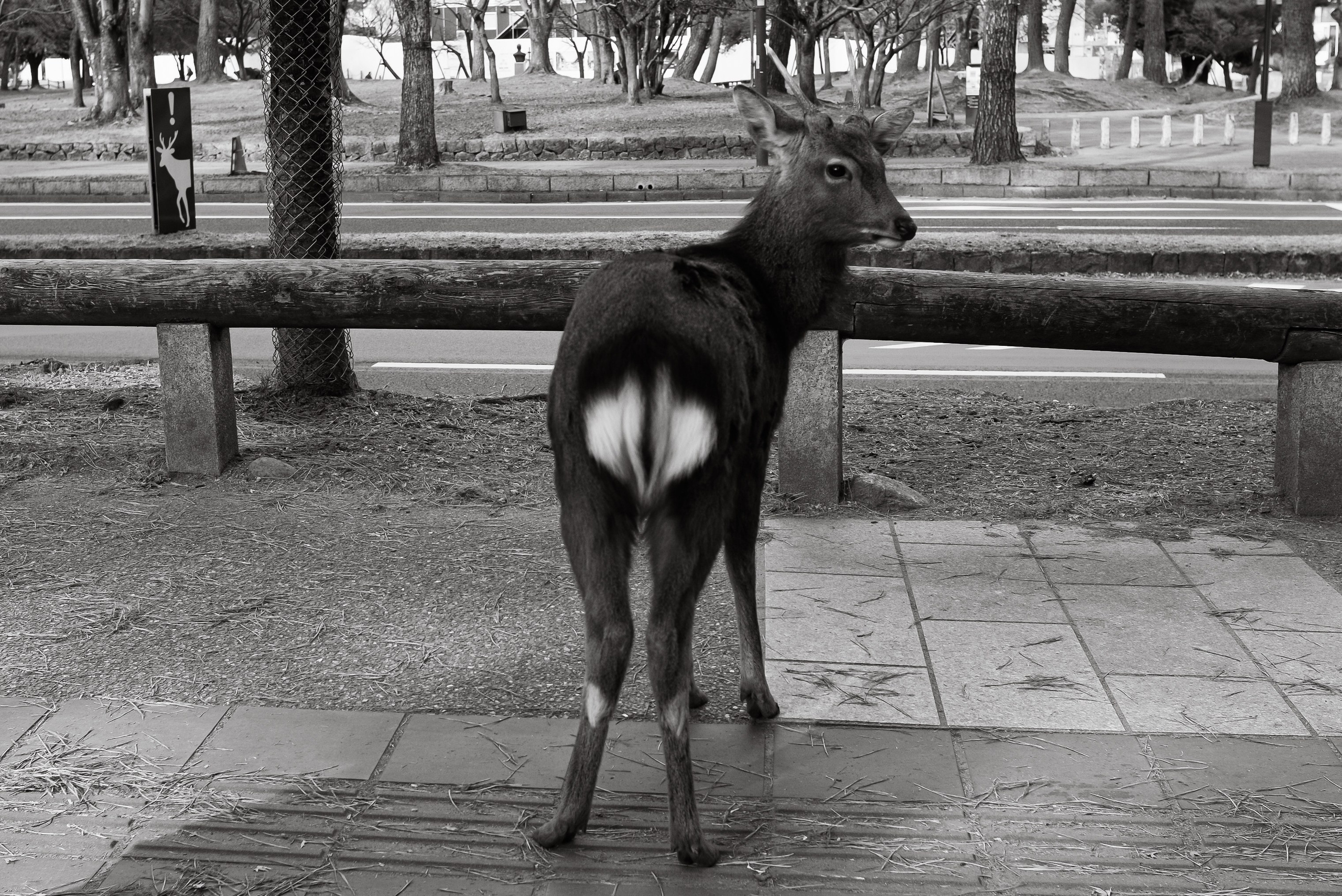 Nara. Regina Platonova