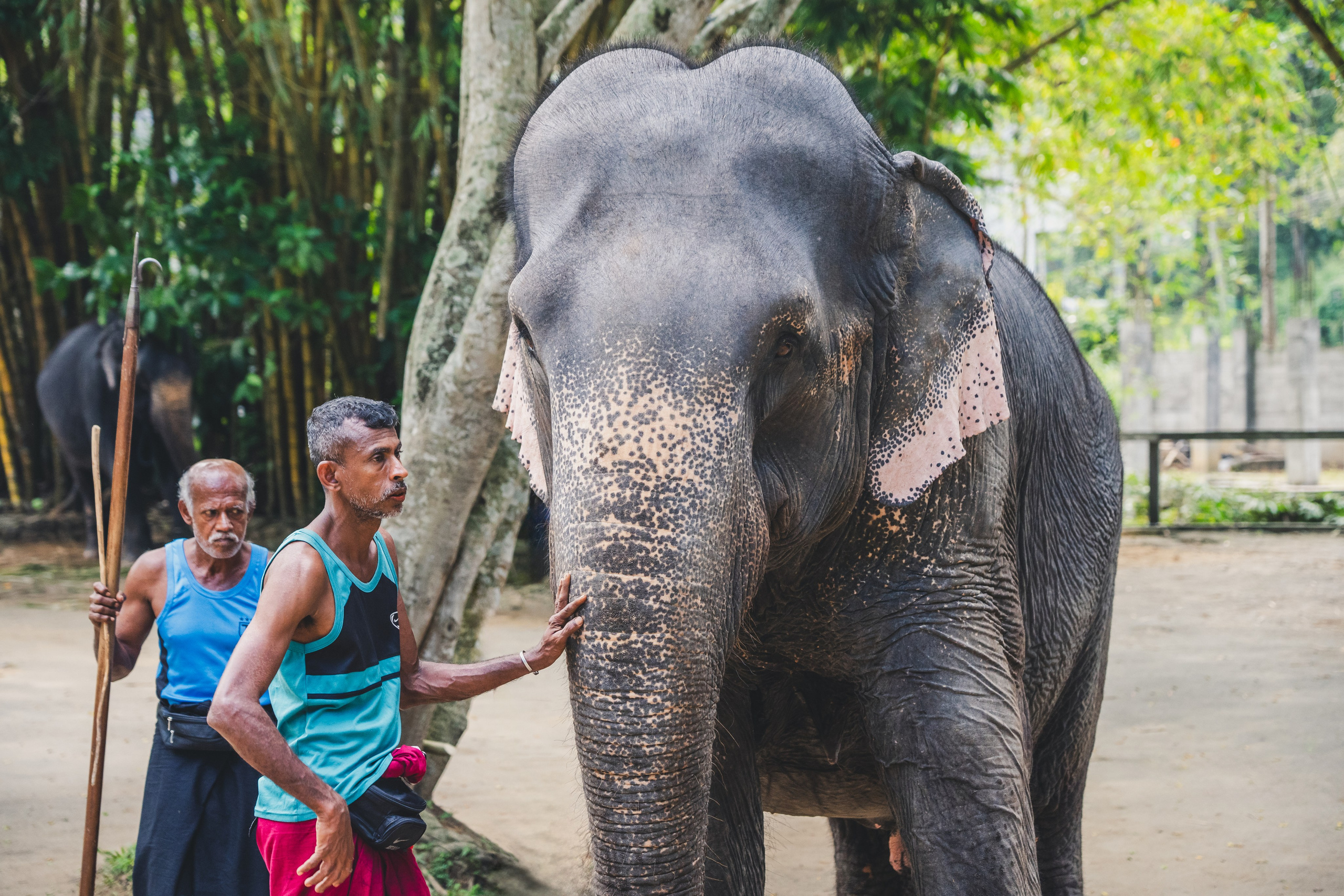 Шри-Ланка 2025. Легкая фотография