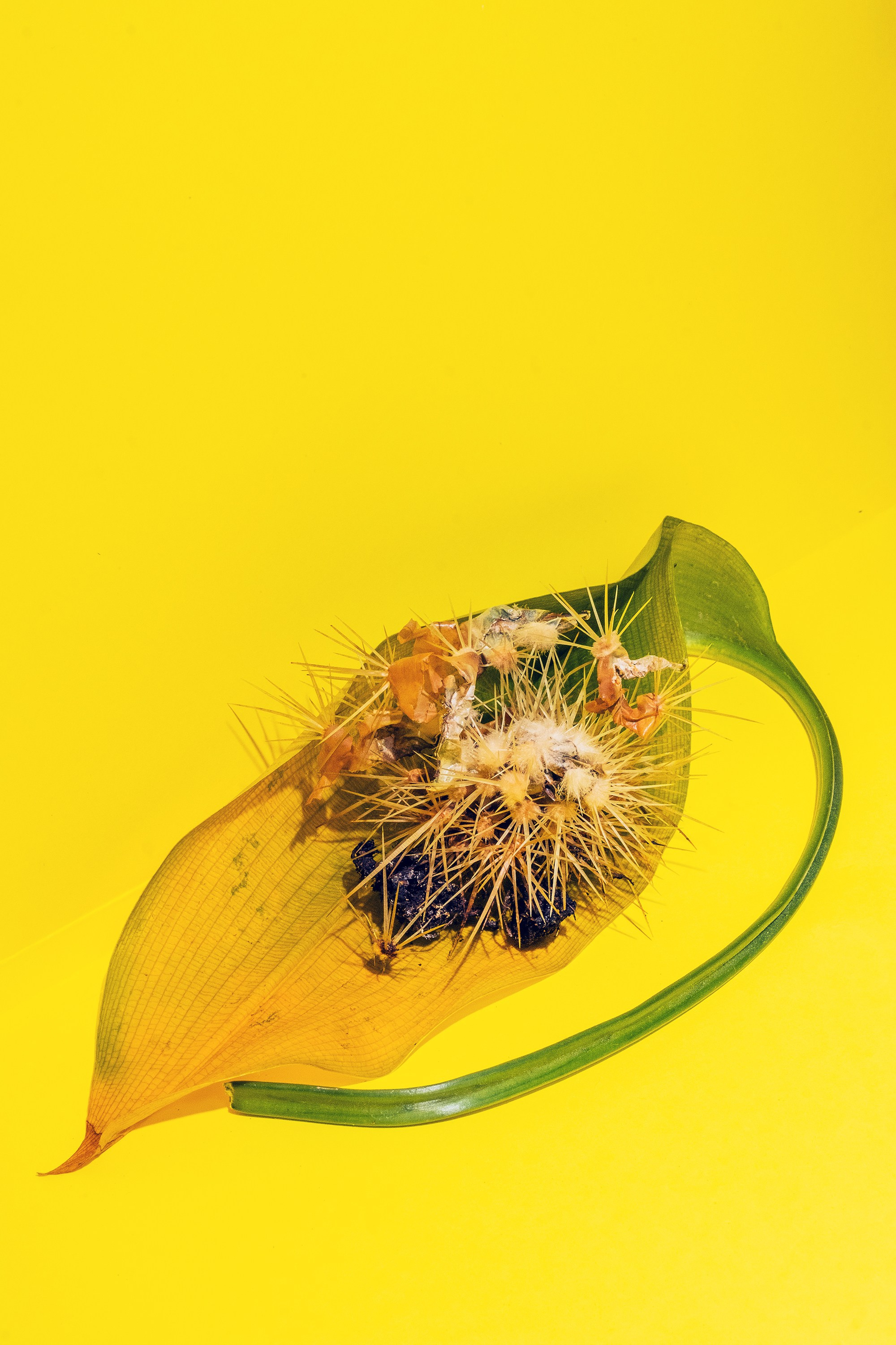 Still Lifes. Стас Понятовский