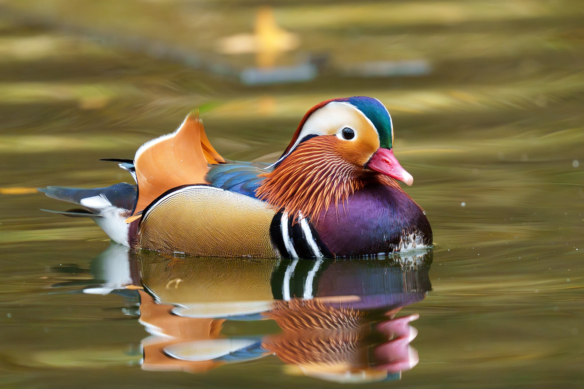 Удивительные мир птиц. Вокруг нас столько прекрасного — присмотритесь!. Ваш личный фотограф Марина Волкова