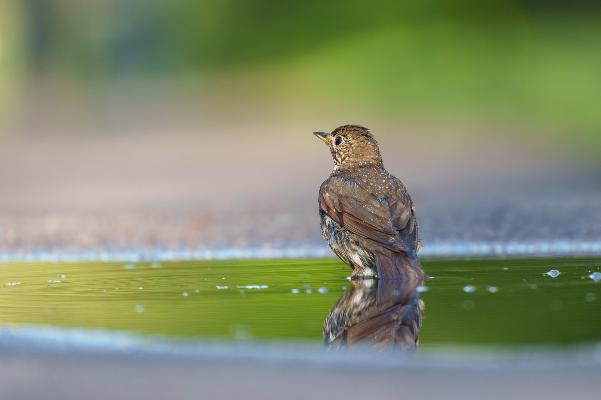 Удивительные мир птиц. Вокруг нас столько прекрасного — присмотритесь!. Ваш личный фотограф Марина Волкова