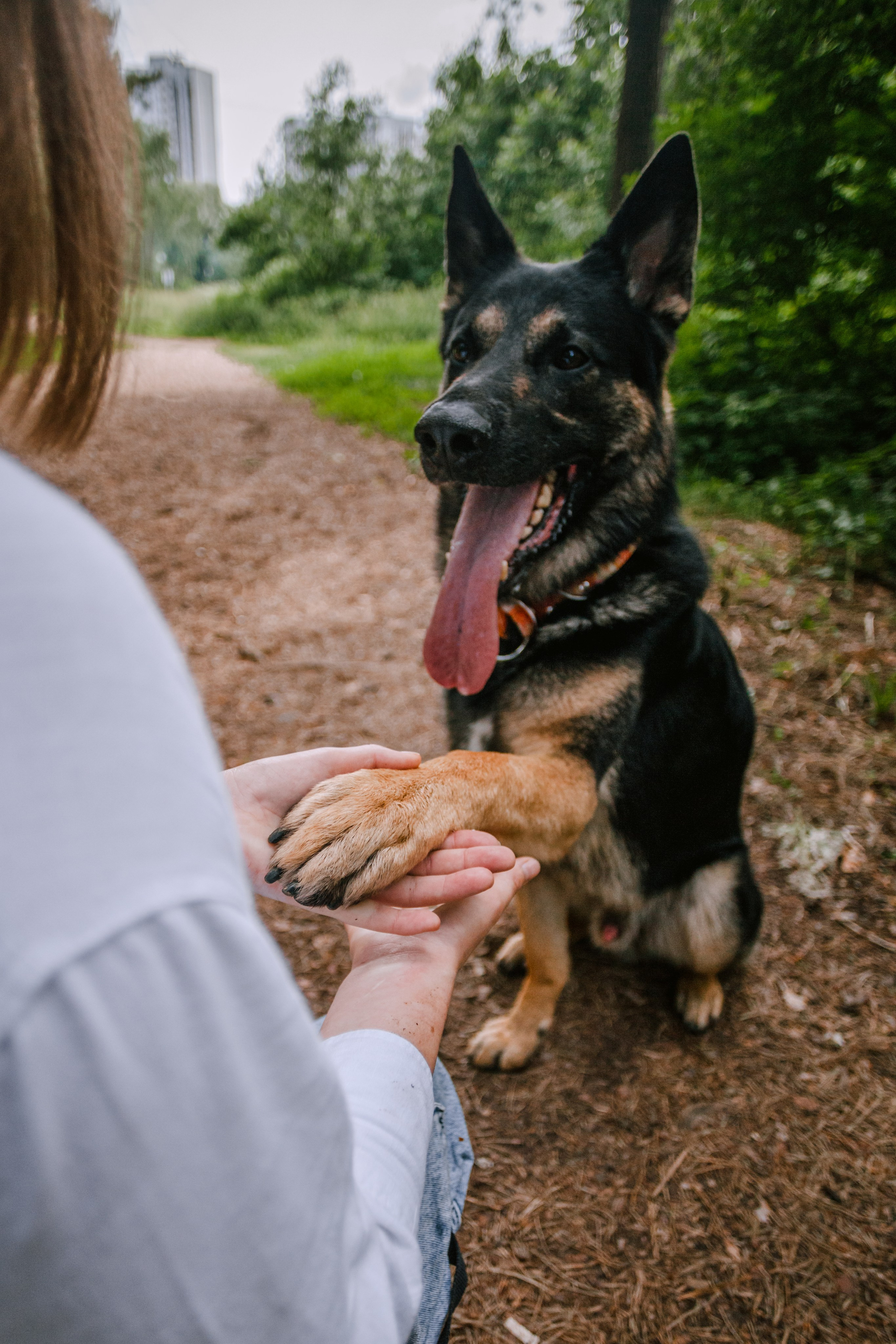 Лесная летняя фотопрогулка. Фотограф-анималист Татьяна Степанова