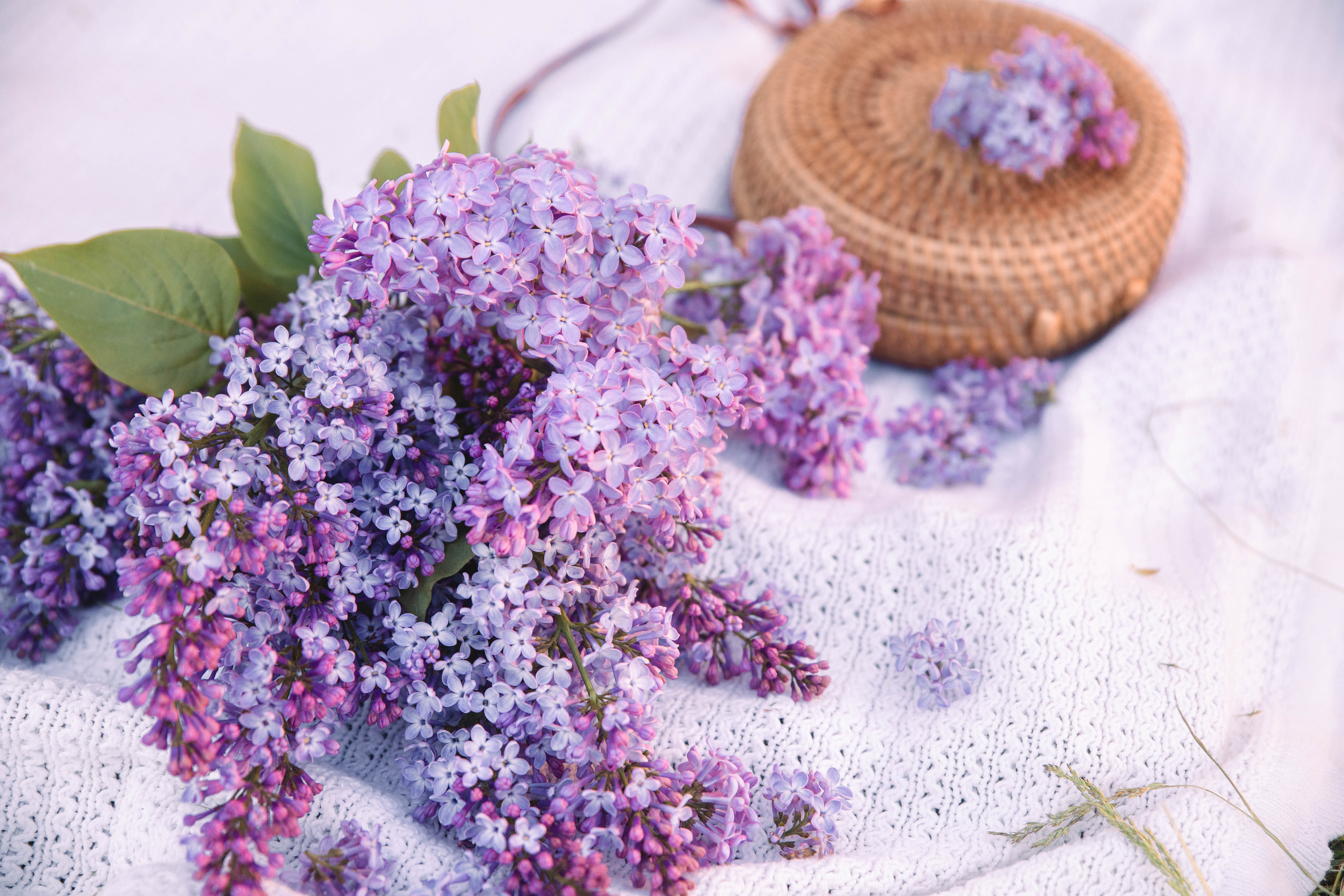 Сирень. Фотограф в Кронштадте и Санкт-Петербурге Анастасия Коваленко