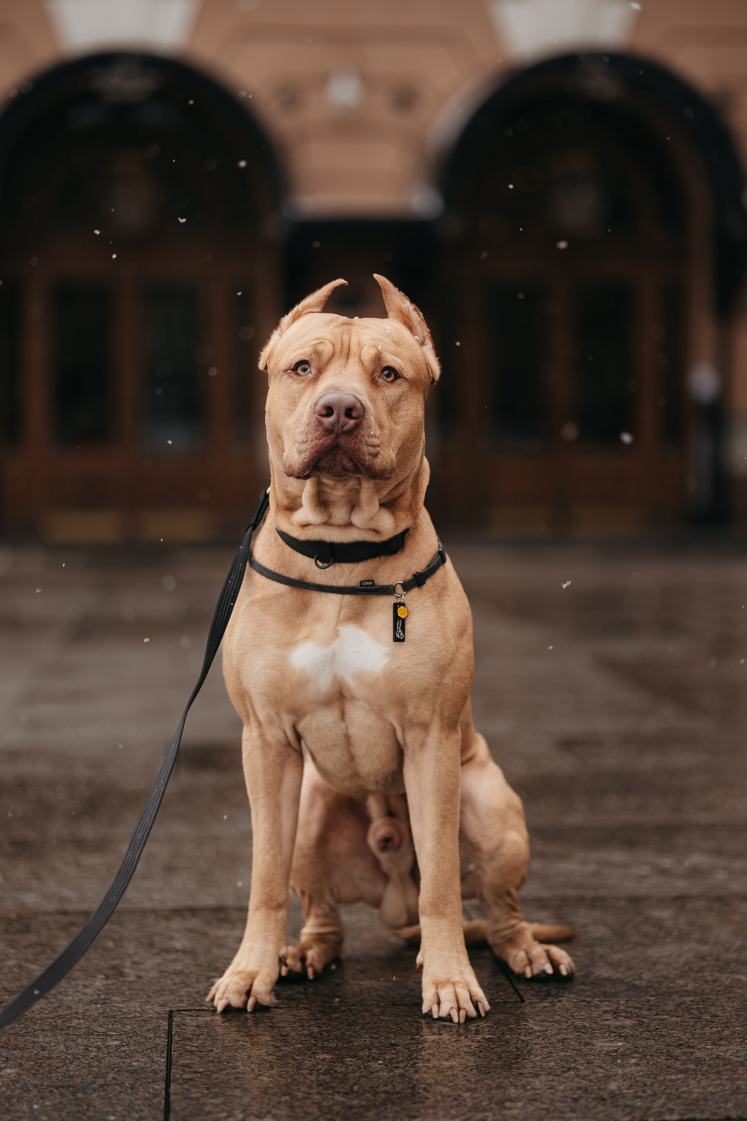 Саша, Света и Ицар. Фотограф-анималист в Санкт-Петербурге Алина Яхонт