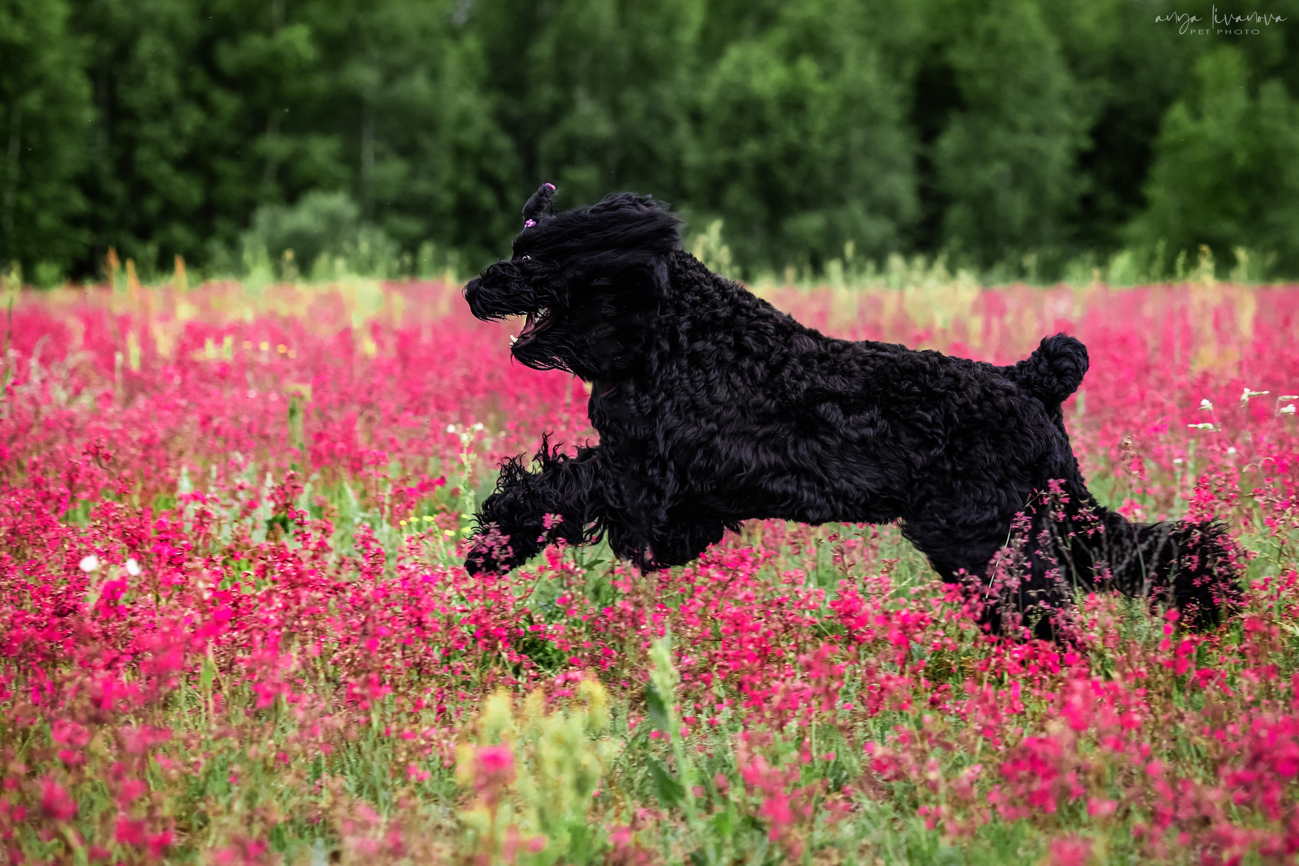 Смолка клейкая. Фотограф анималист Аня Ливанова | Рыбинск
