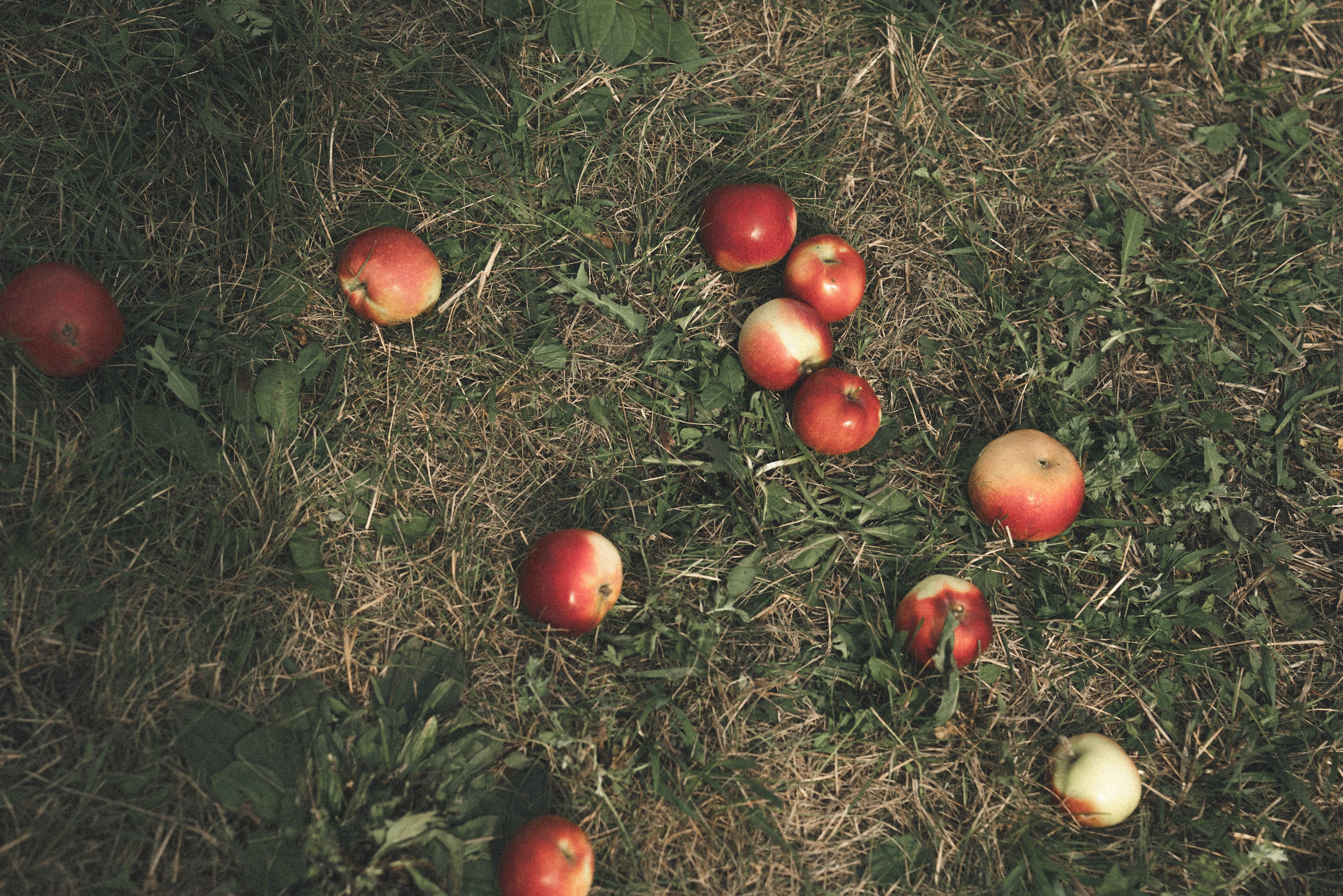 Арина | Михаил. Свадебный и семейный фотограф в Казани Диана Портнова