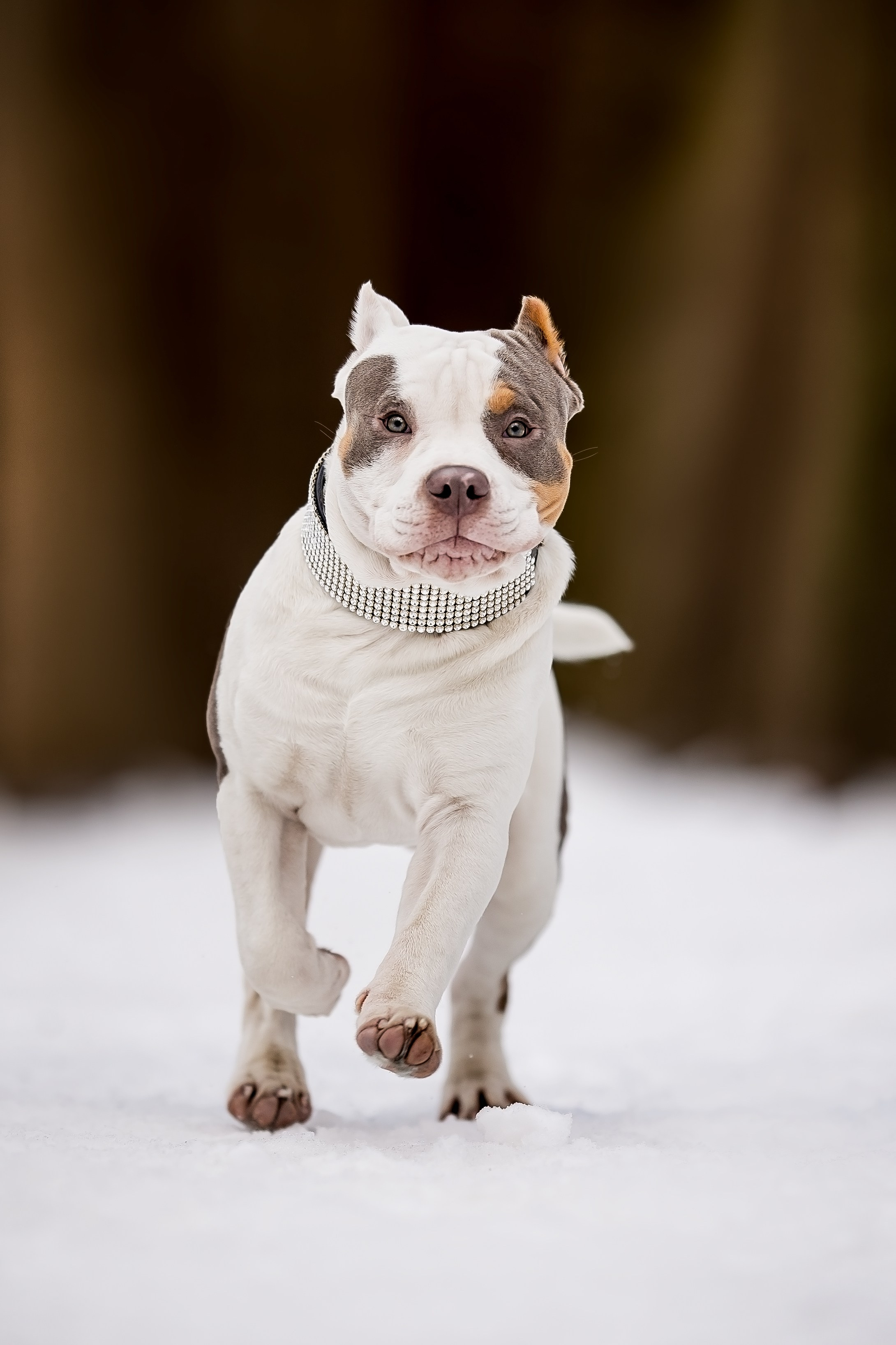 Анималистика. Репортажный фотограф Мария Мадзик