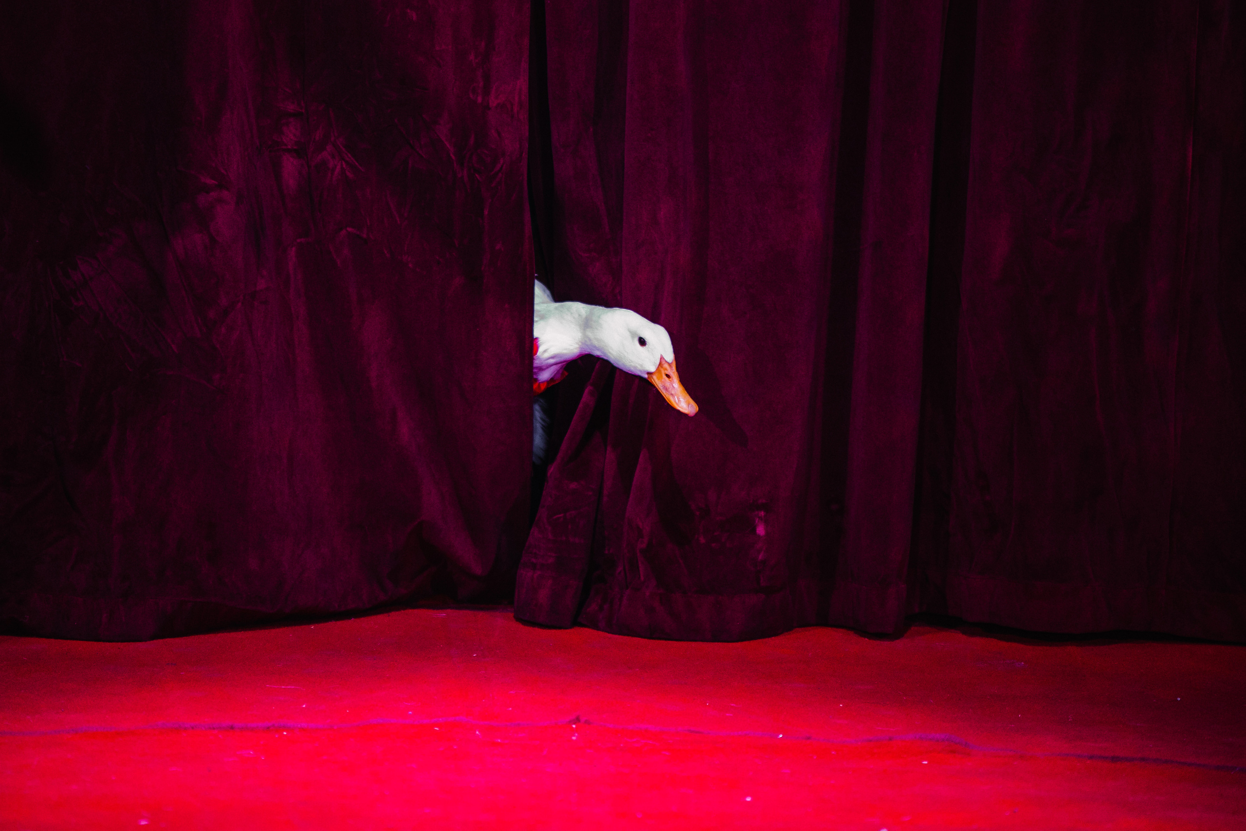 Circus Drive. Нижневартовск 2023. Роман Урумбаев фотограф Нижневартовск