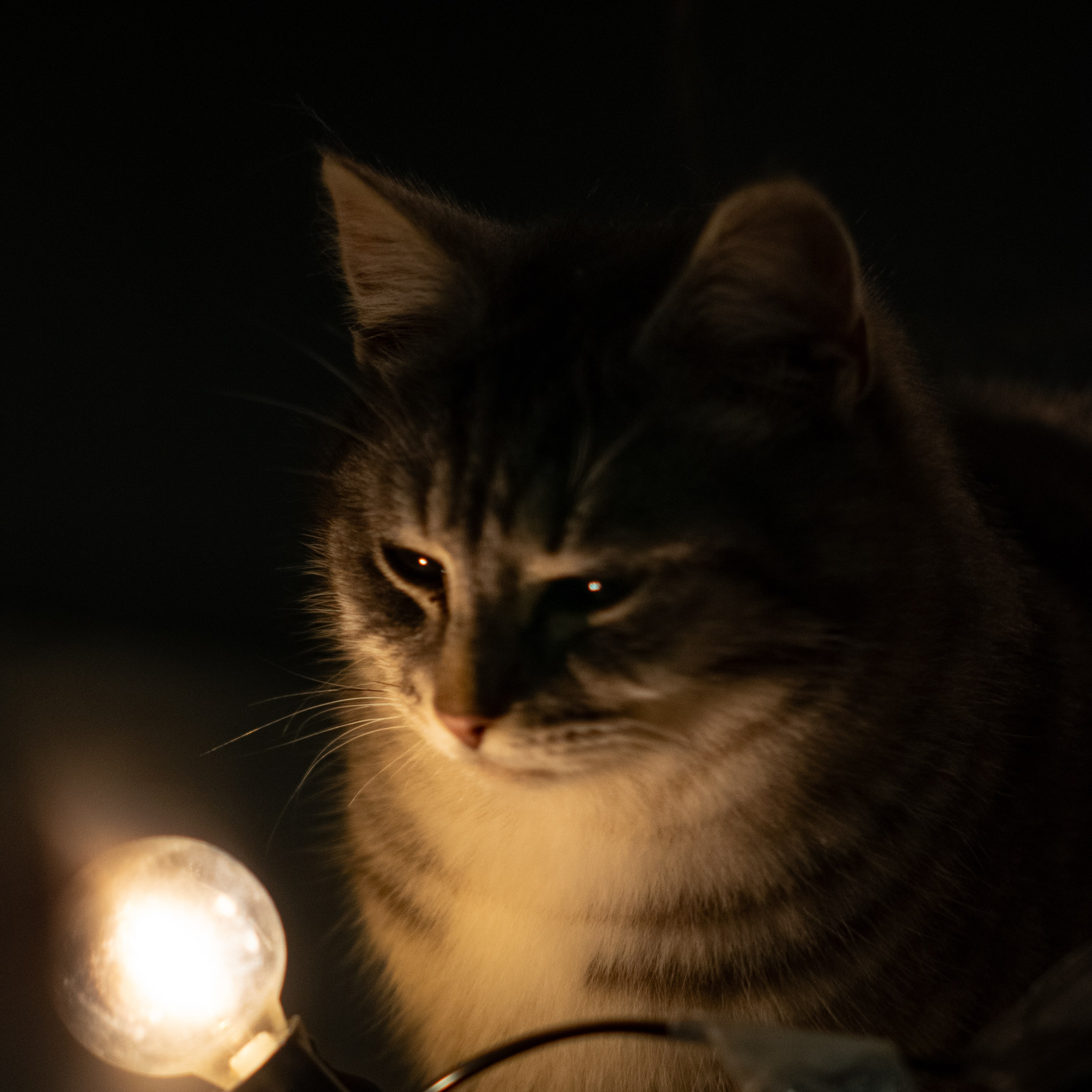 Примеры фотографий SMC Pentax 67 105mm f2.4 через переходник на Sony A7