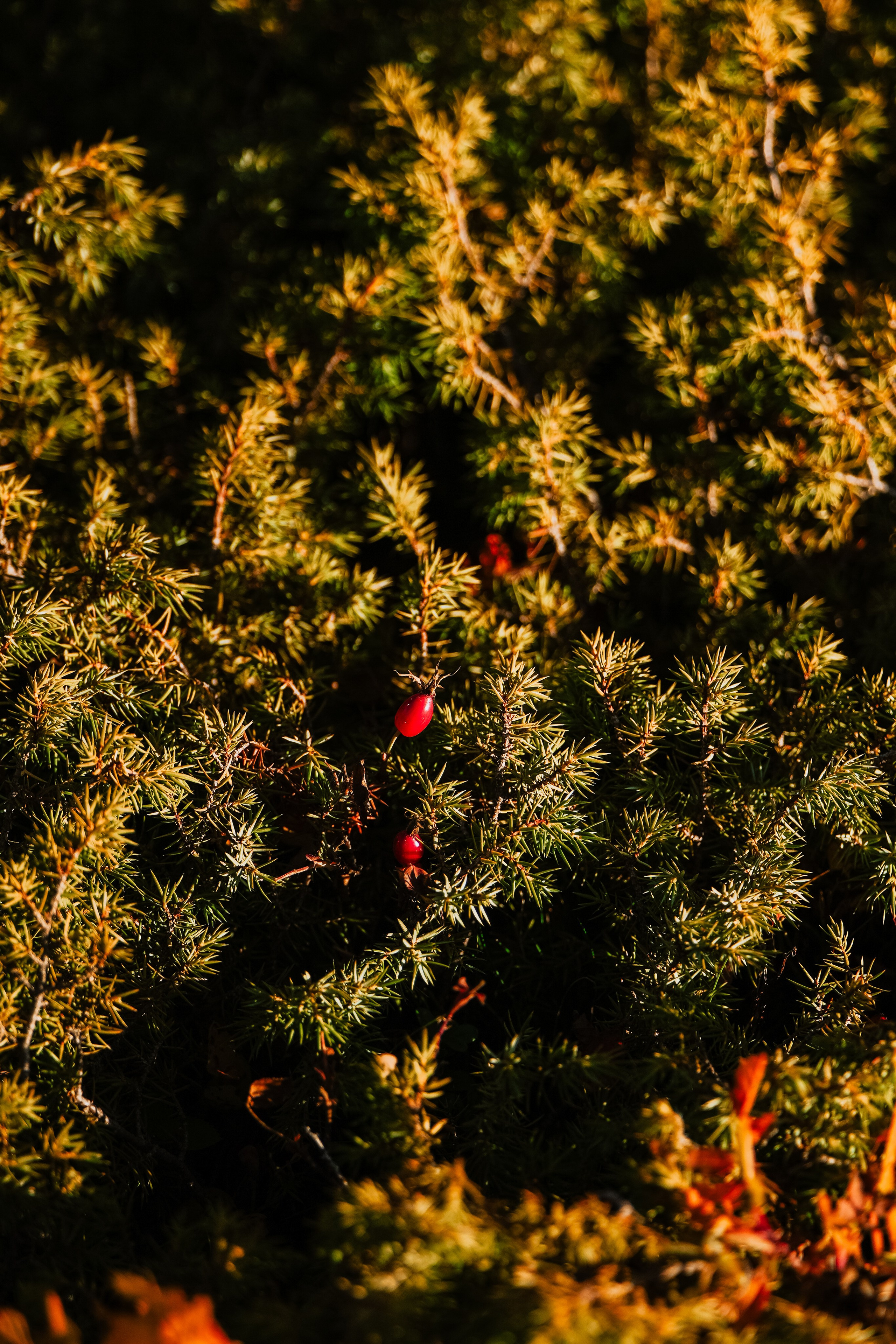 Роза Пик, тропа Турья ✽ Октябрь. Репортажный фотограф | Роза Хутор Красная Поляна Сочи Сириус