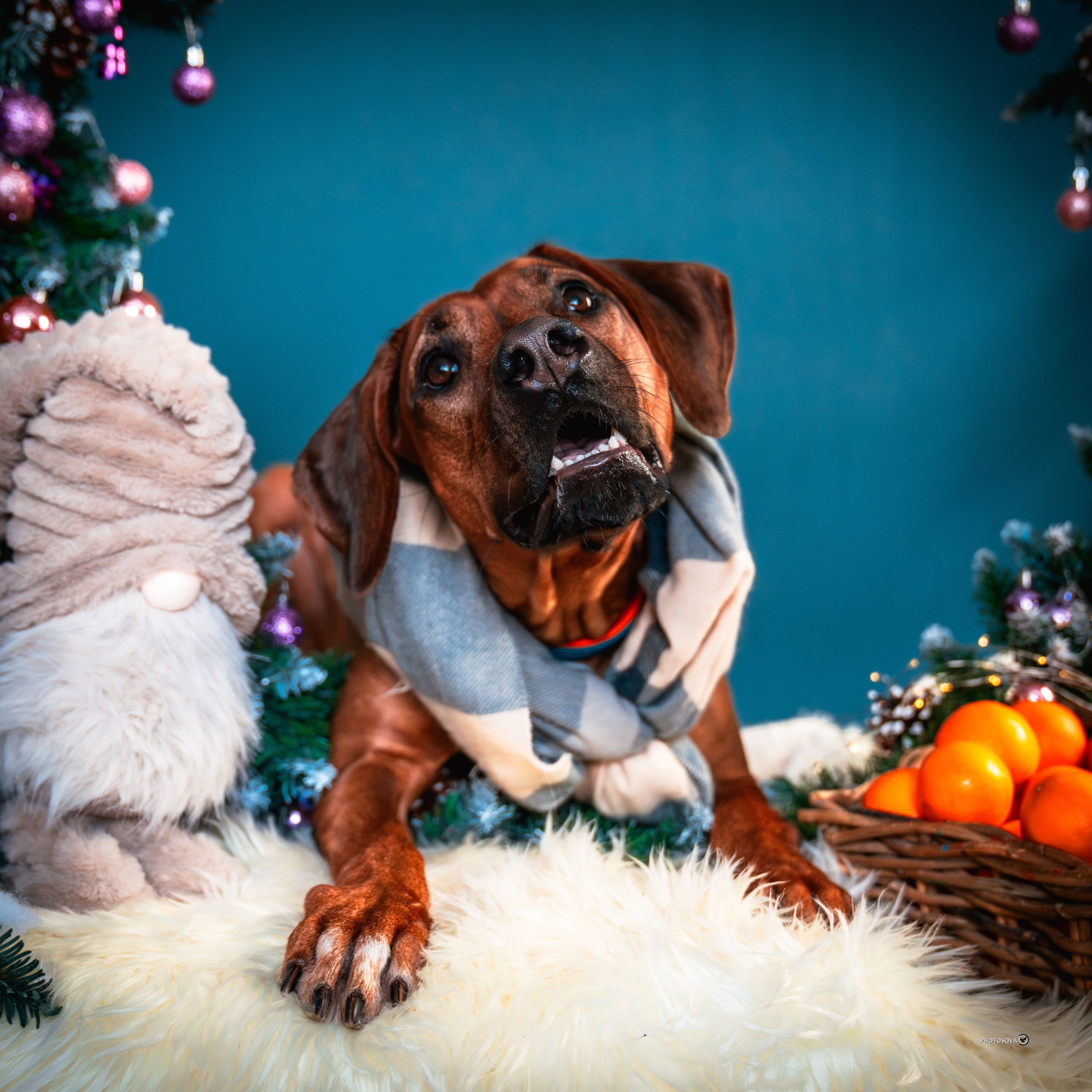 ФОТОПАМЯТЬ ВАШИХ ЭМОЦИЙ. Фотограф-анималист, семейный фотограф в Москве и Подмосковье. Фотосъёмка кинологических дисциплин