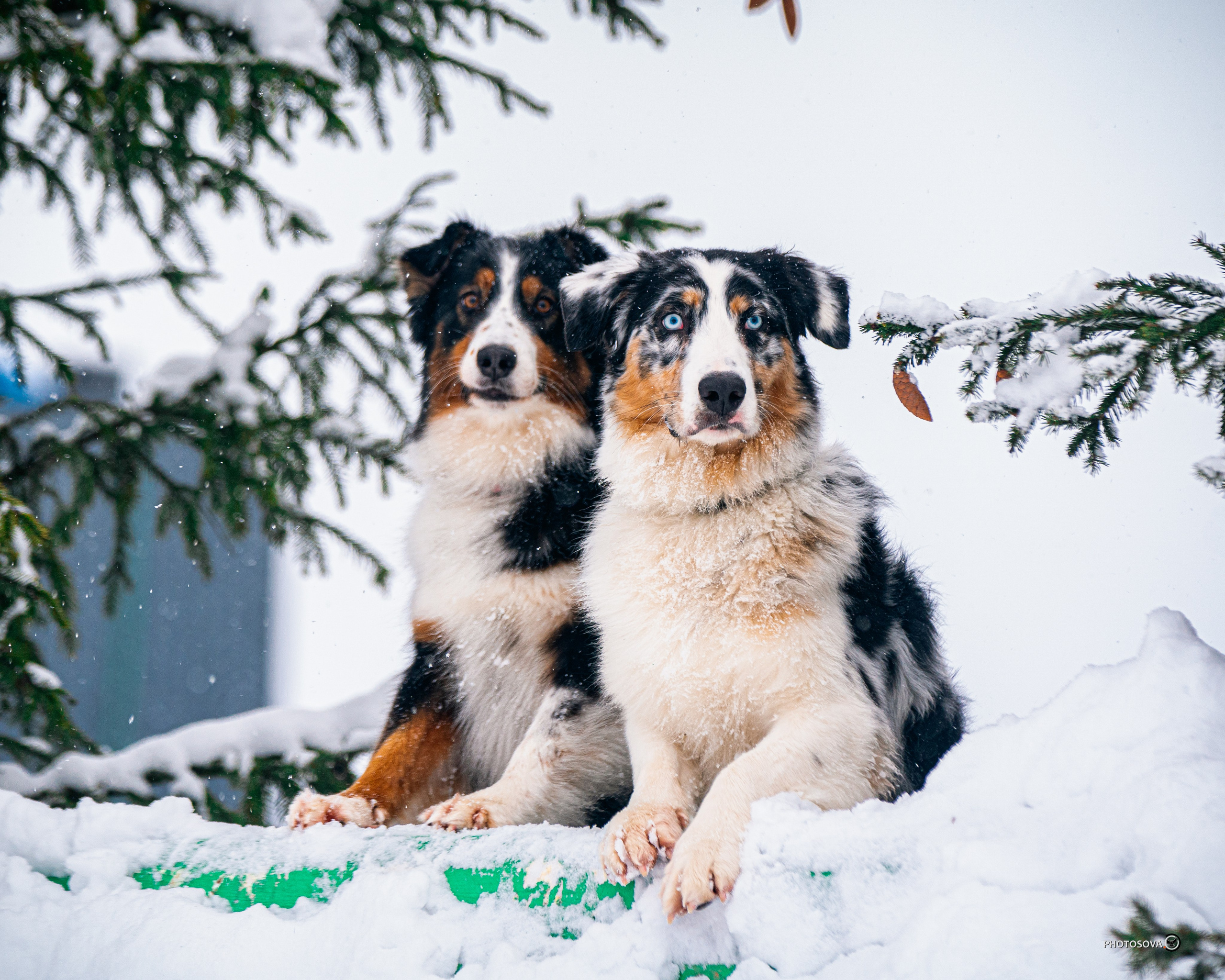 ФОТОПАМЯТЬ ВАШИХ ЭМОЦИЙ. Фотограф-анималист, семейный фотограф в Москве и Подмосковье. Фотосъёмка кинологических дисциплин