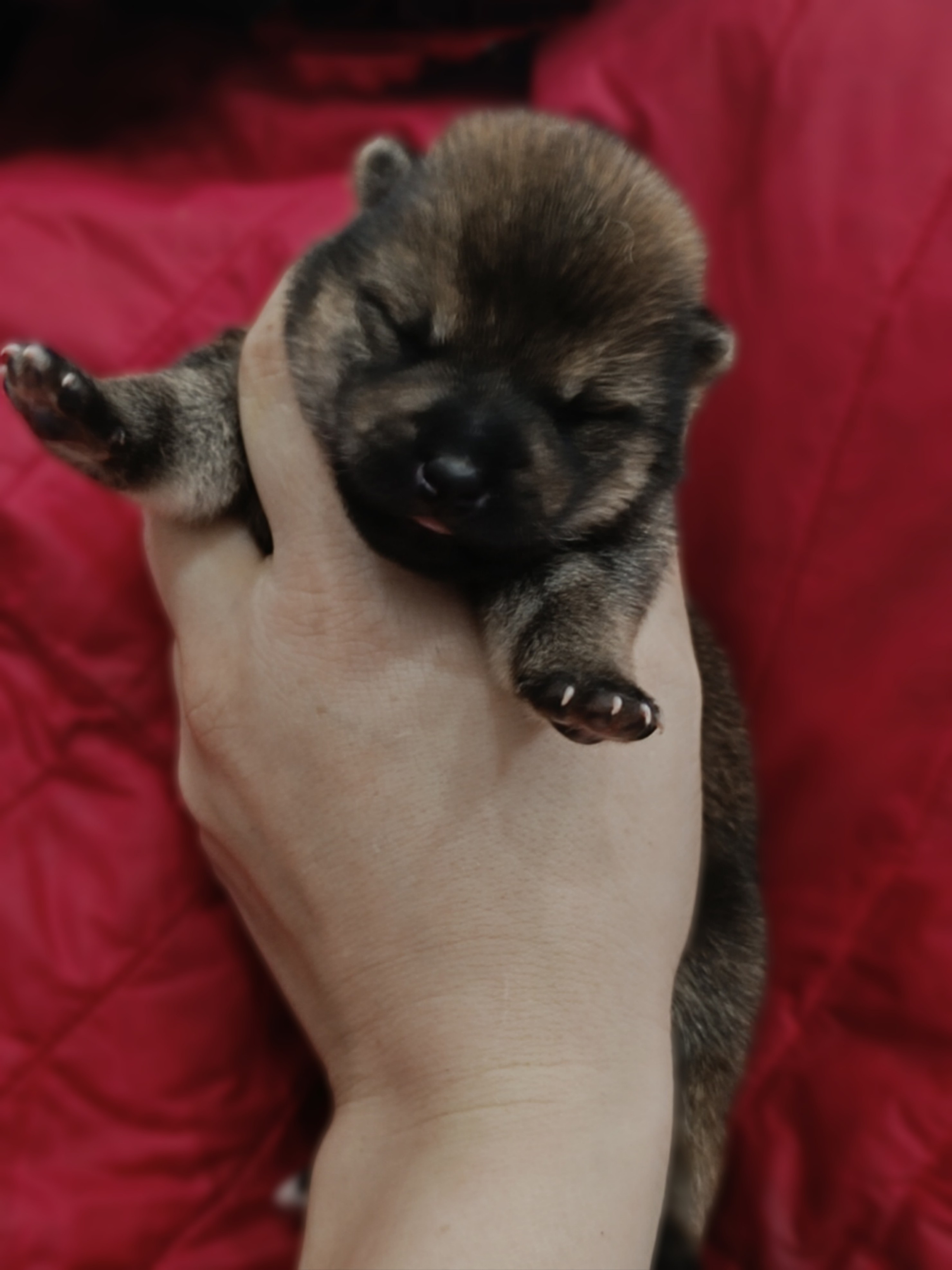 сиба питомник Рубилайт щенки на продажу rubylight  сиба щенки купить СПб Санкт-Петербург 