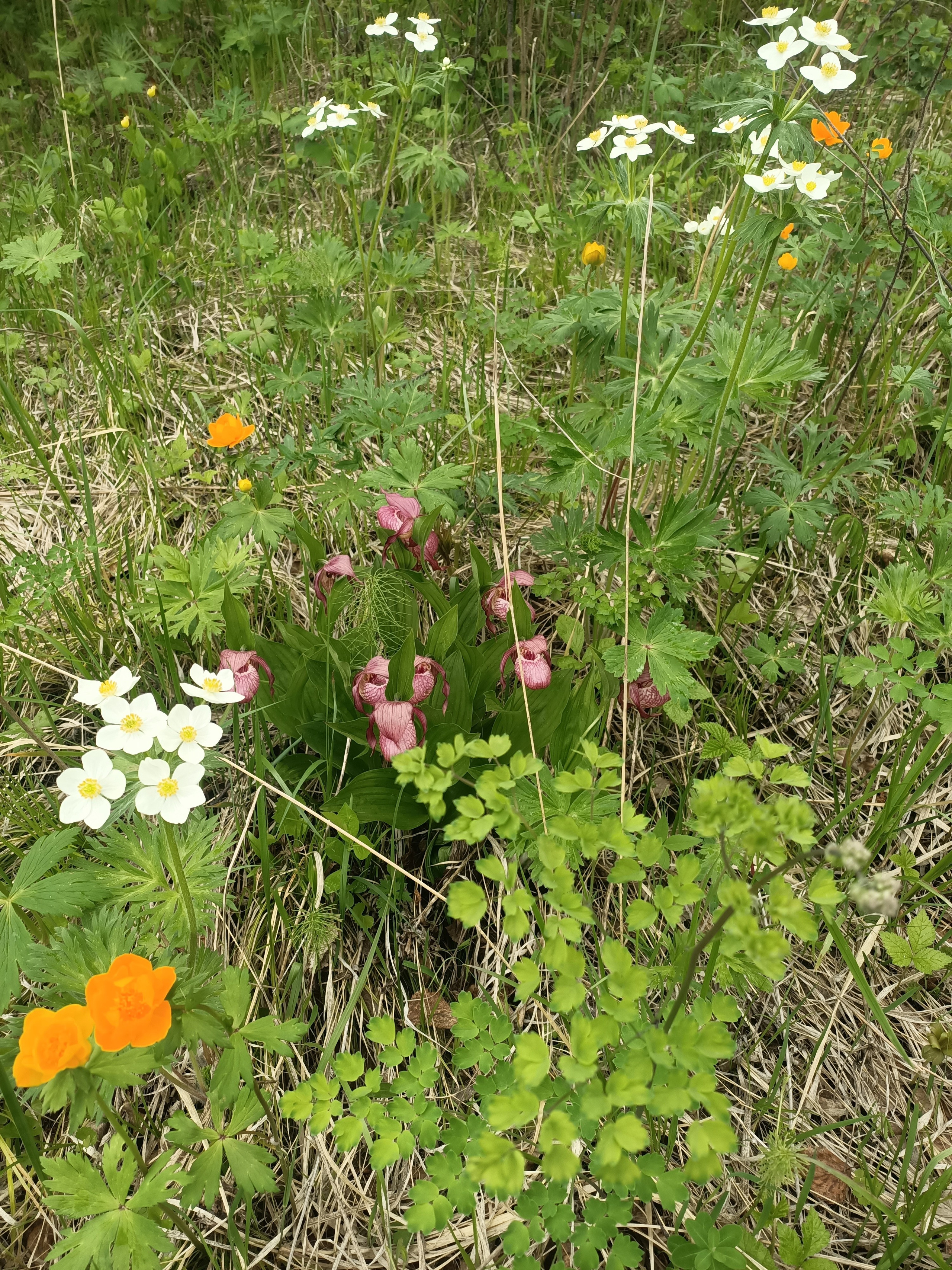 Цветущий лес. Фотоблог