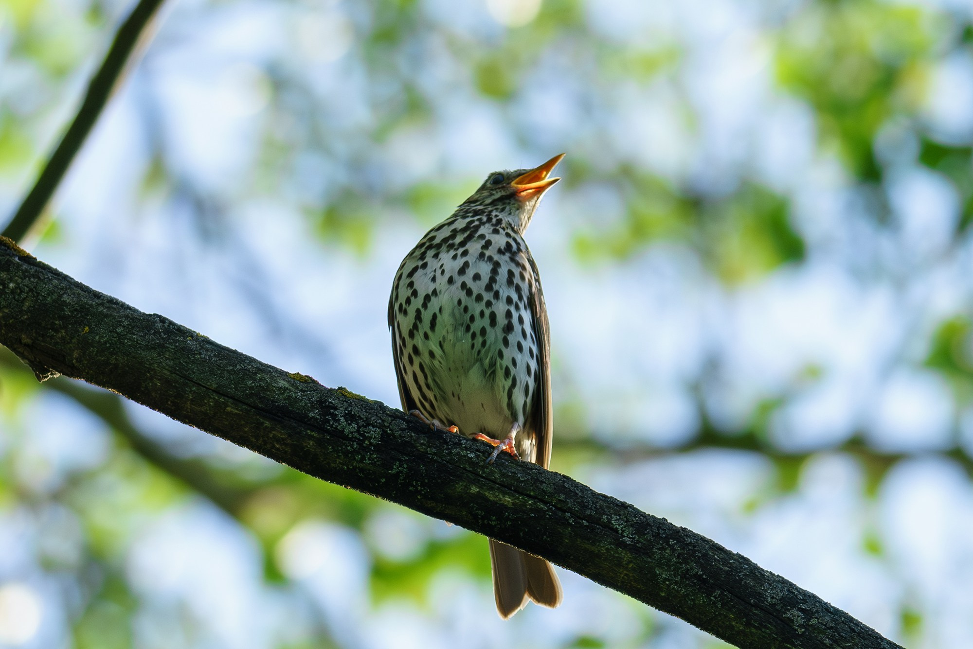 Удивительные мир птиц. Вокруг нас столько прекрасного — присмотритесь!. Ваш личный фотограф Марина Волкова