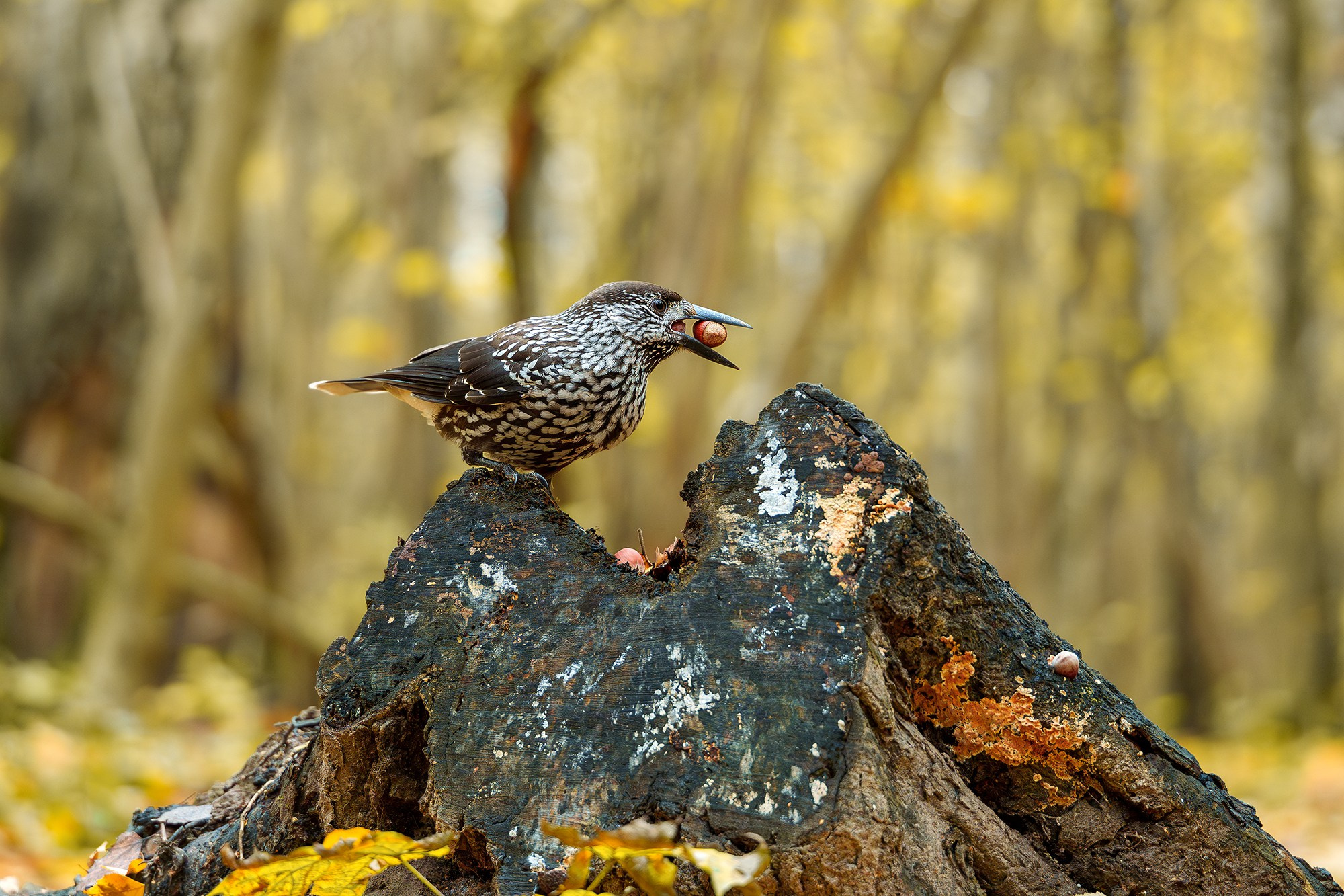 Удивительные мир птиц. Вокруг нас столько прекрасного — присмотритесь!. Ваш личный фотограф Марина Волкова