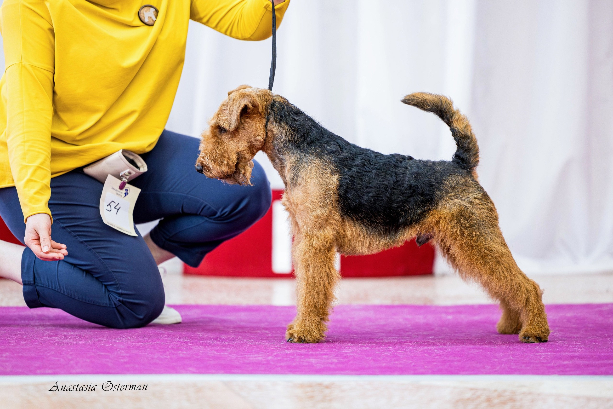 Выставки. Фотограф Анималист в Перми Анастасия Остерман