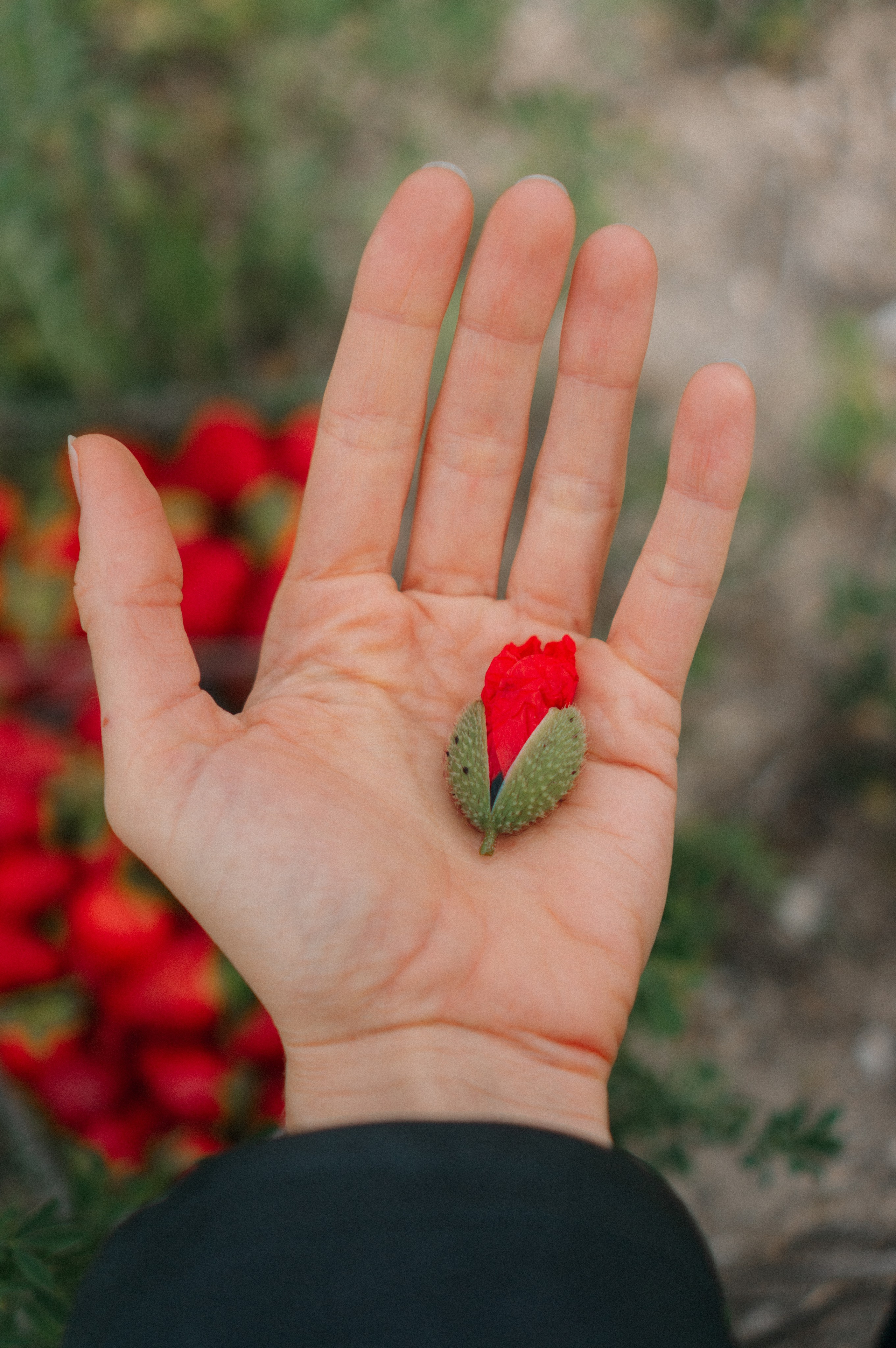 Тур за травами | маки. Обо мне